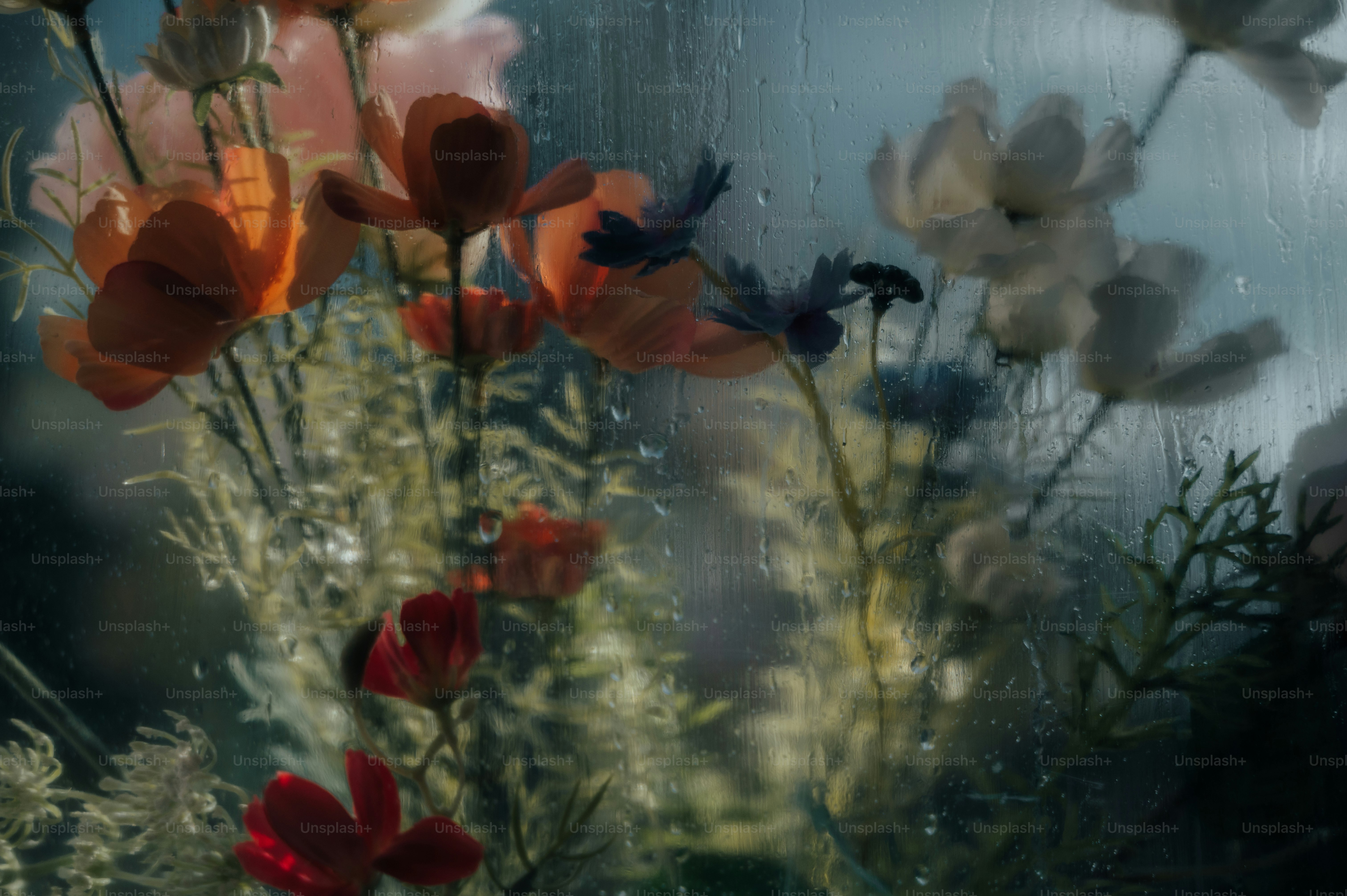 Colorful flowers behind a rain-streaked window pane with soft natural light
