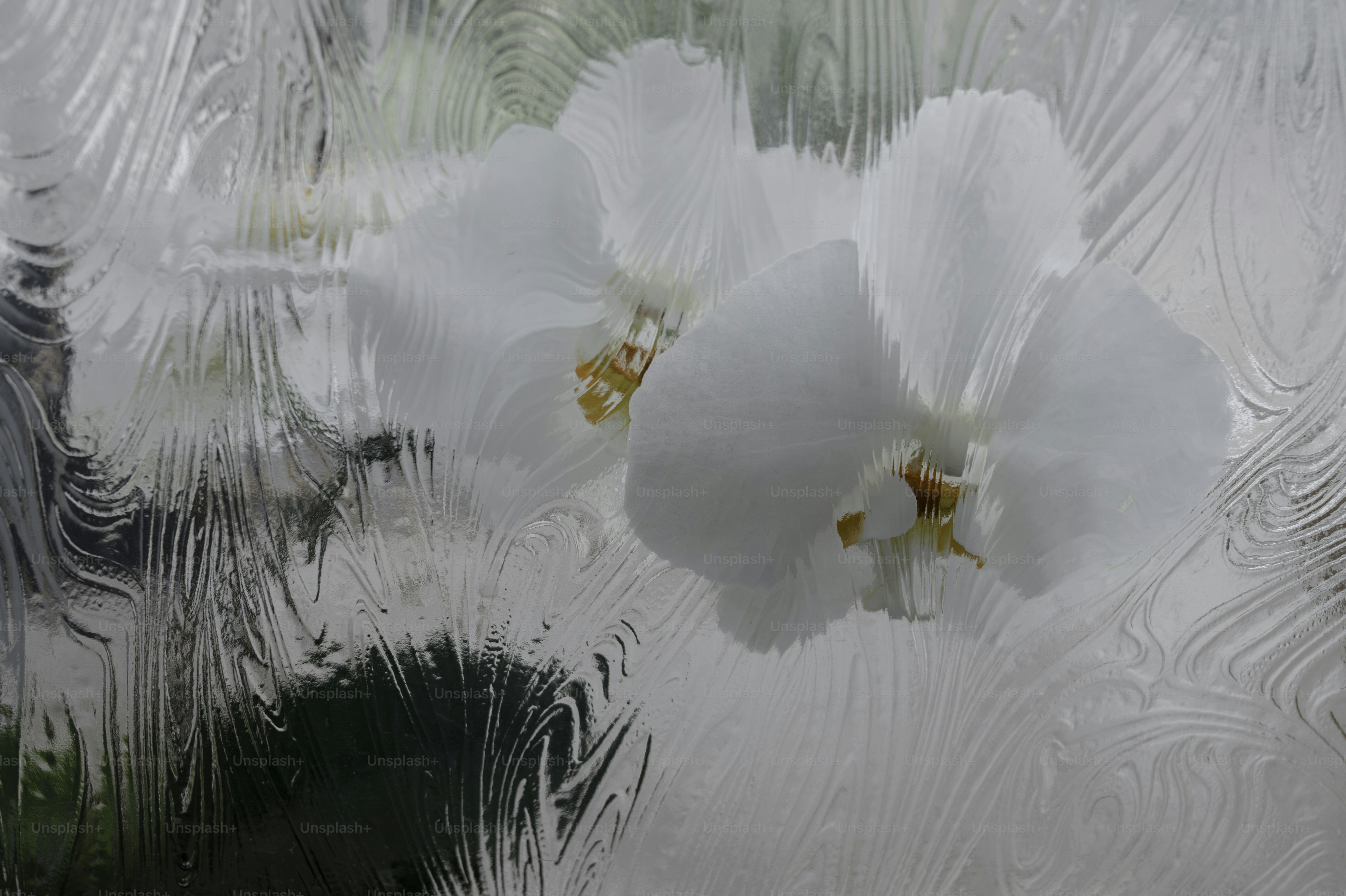 White orchid flowers viewed through textured rippled glass