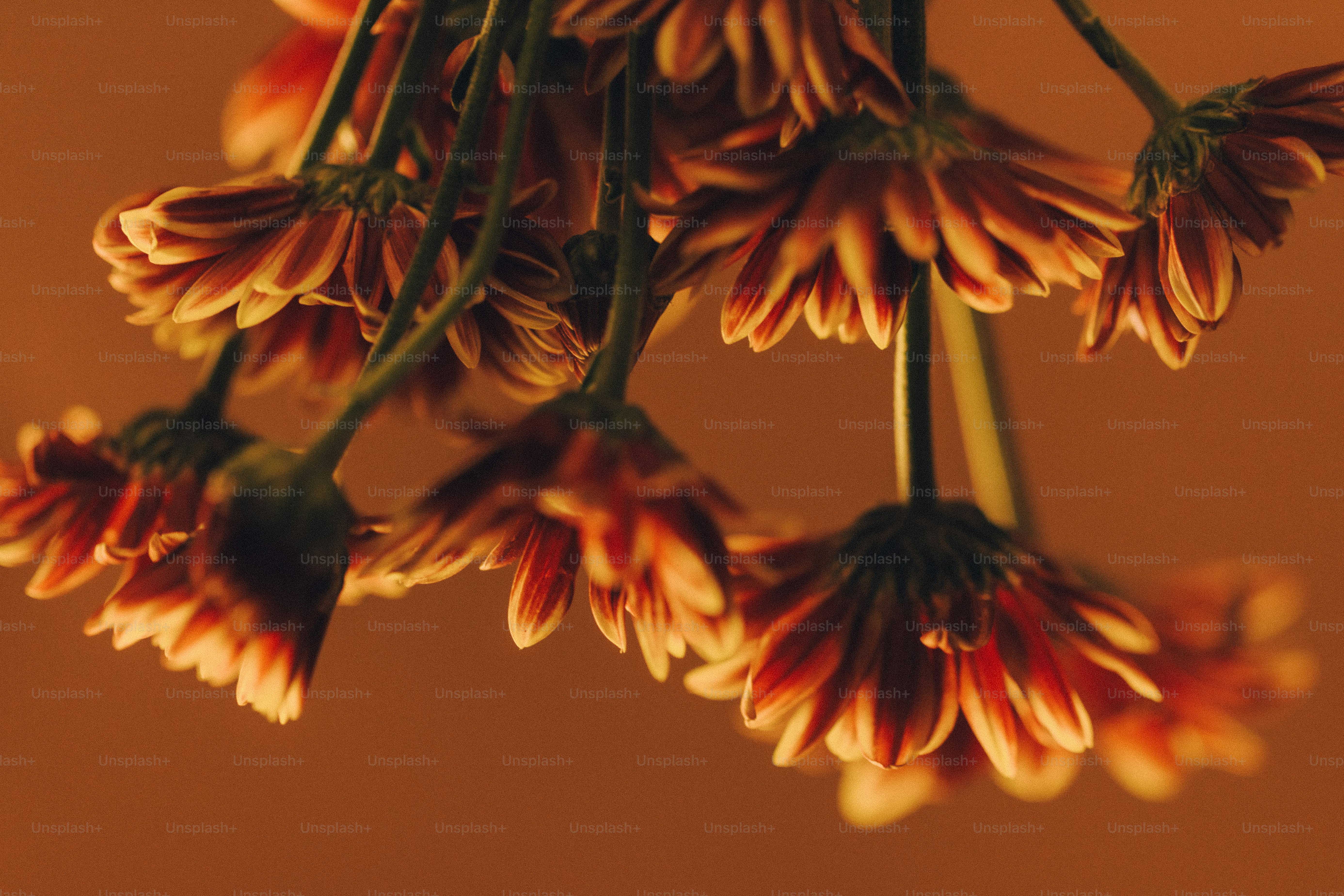 Orange and red chrysanthemum flowers hanging downwards against a warm brown background