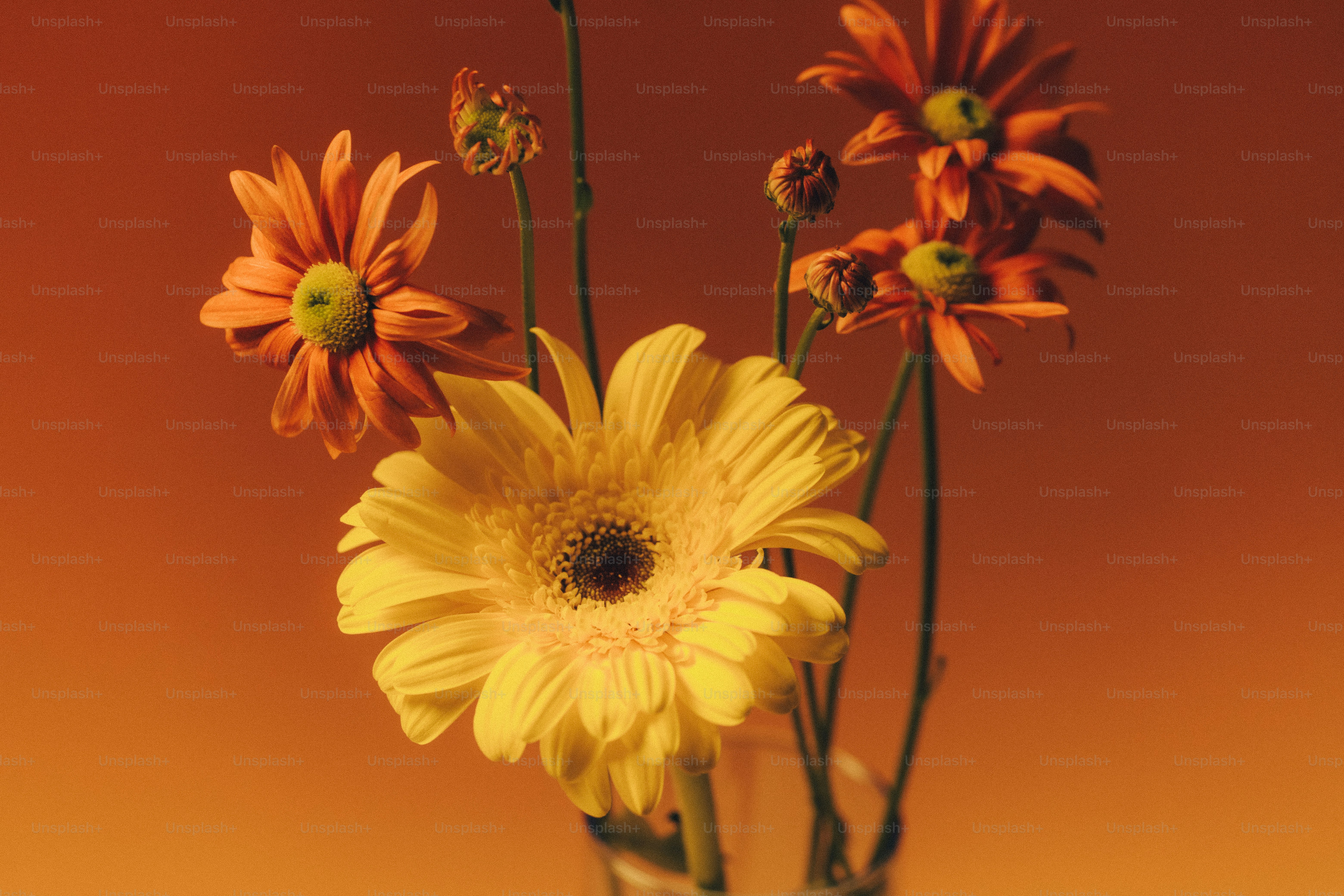 A yellow gerbera daisy and orange chrysanthemums in a glass vase