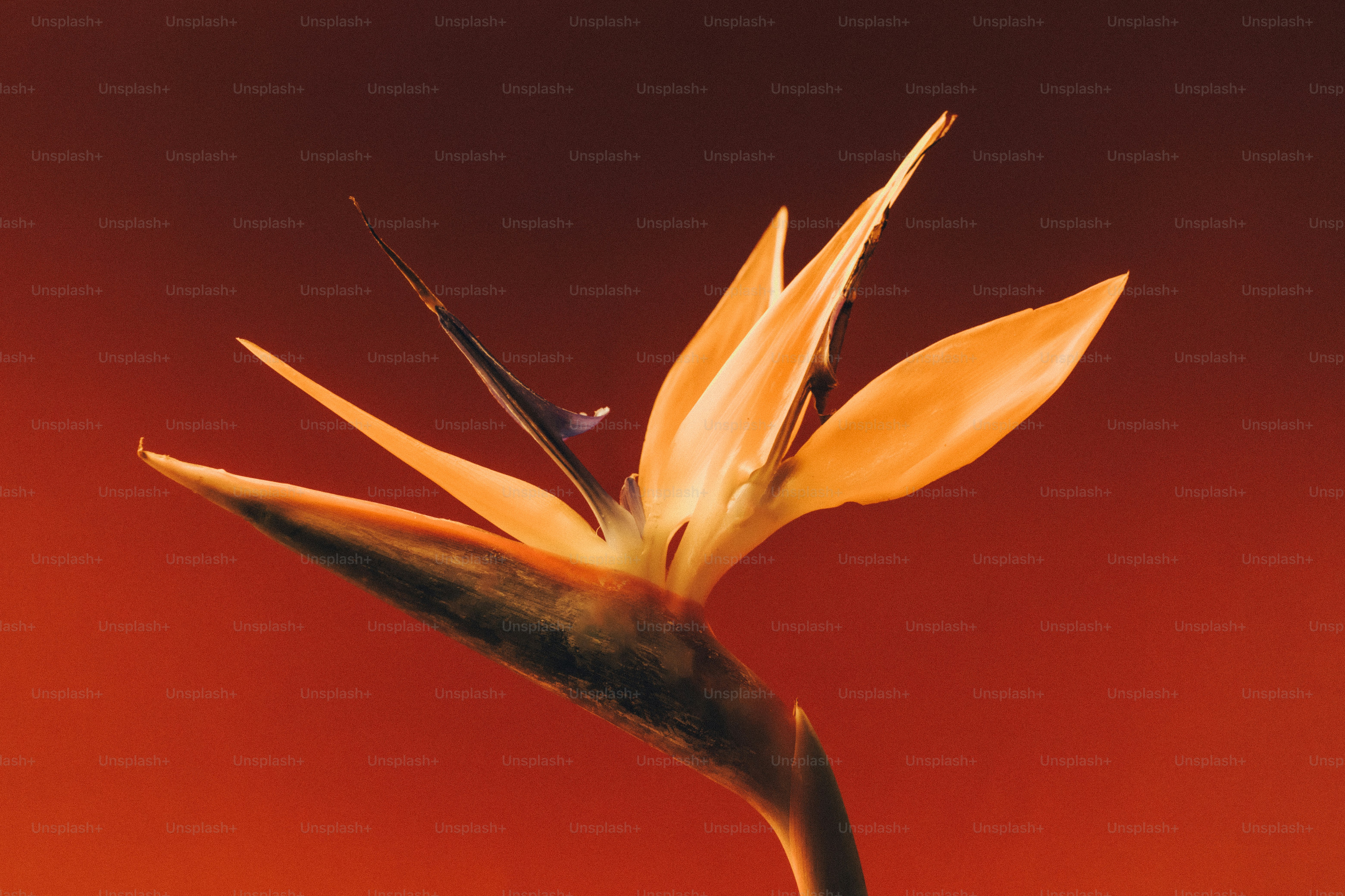 A bird of paradise flower with orange petals against a deep red background