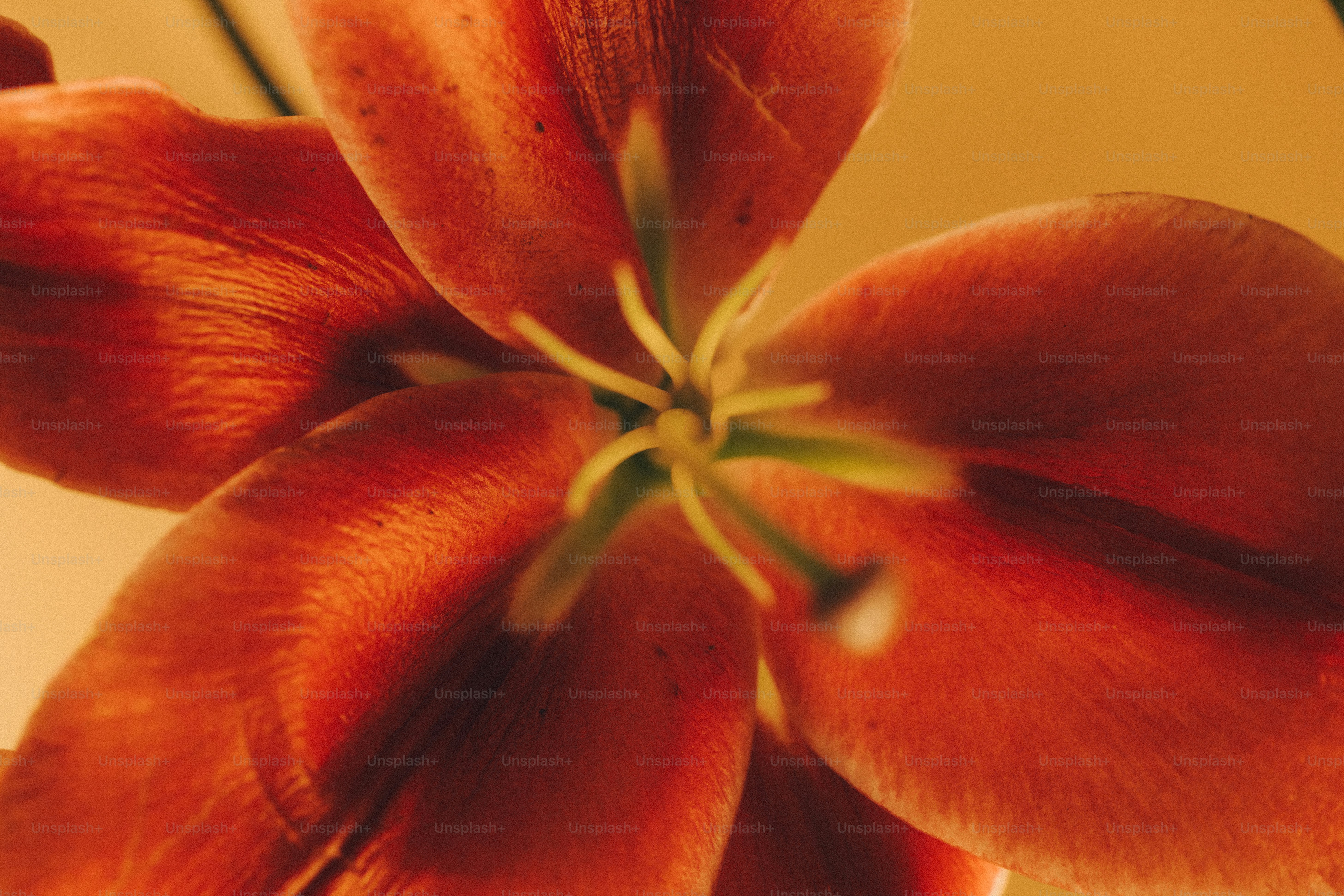 A macro view of a vibrant orange lily flower with visible stamens