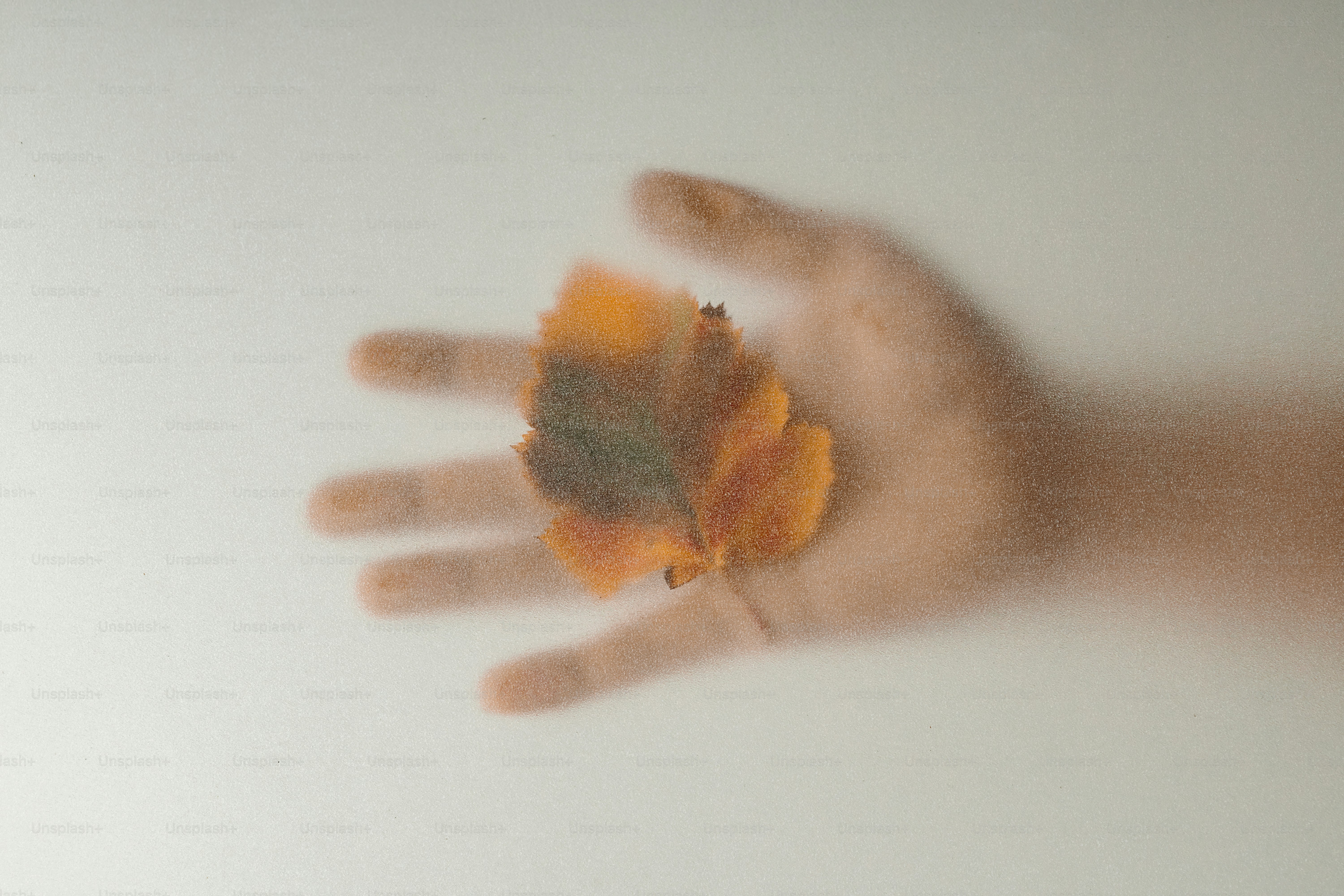 A hand holding an orange autumn leaf behind a frosted glass surface