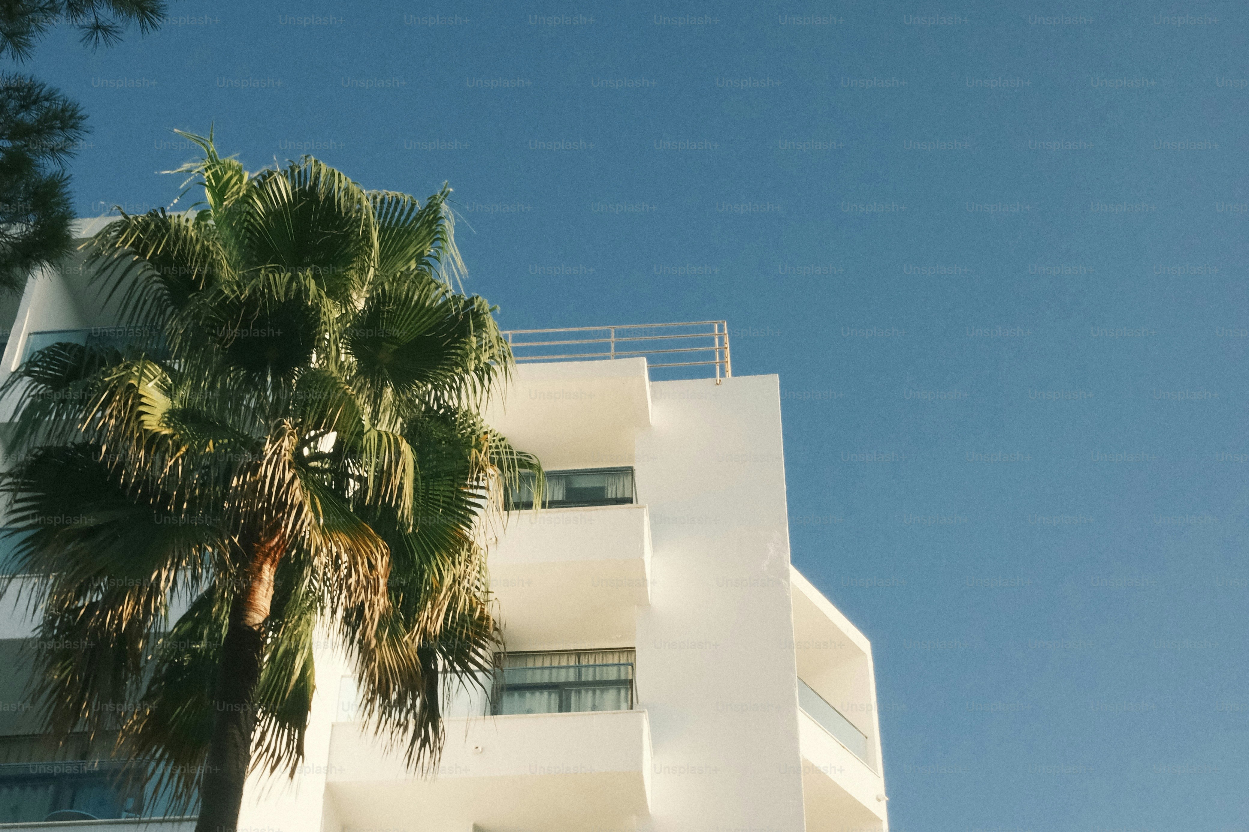 A palm tree beside a white multi-story building against a clear blue sky
