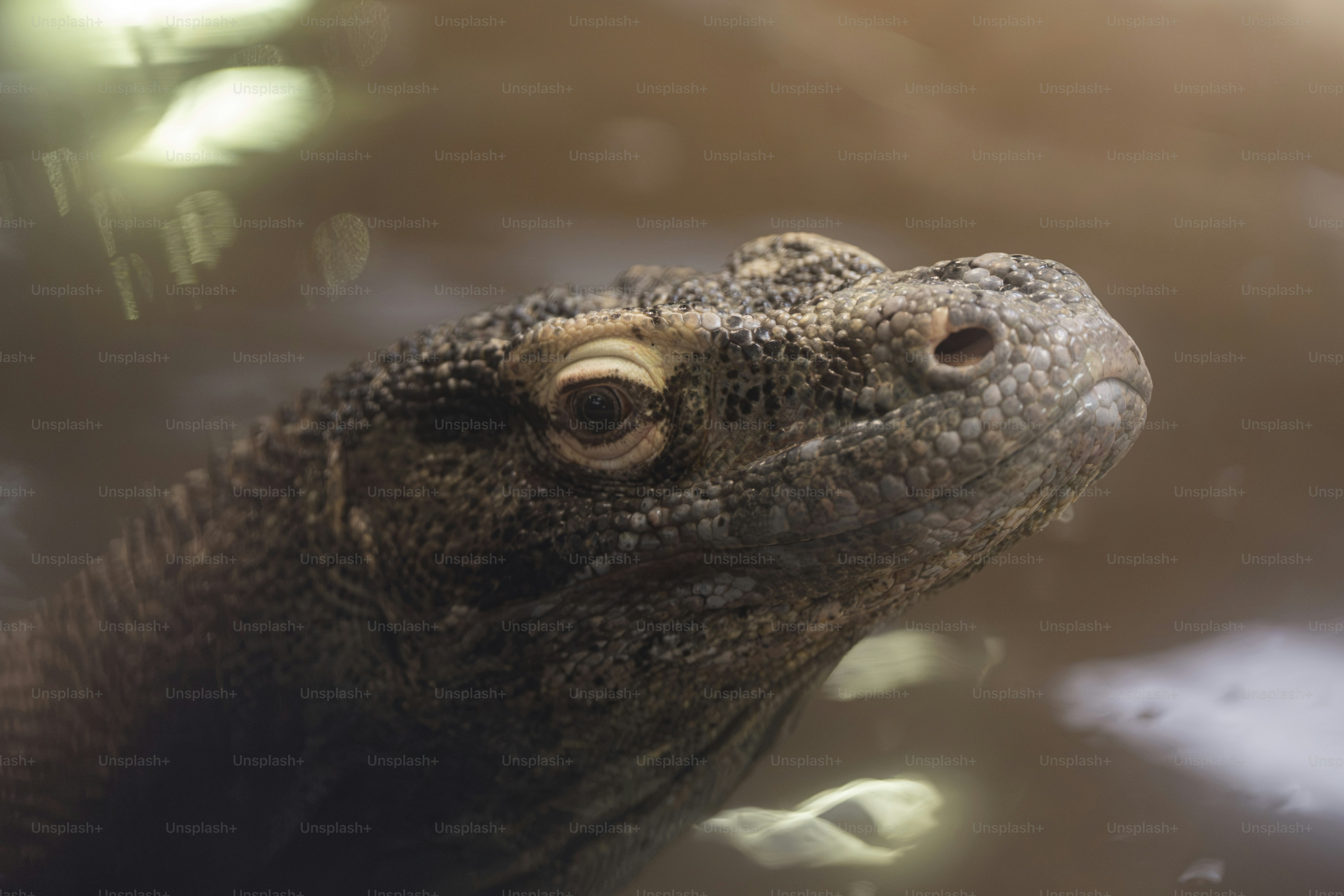 Komodo dragon head in water - Photo on Unsplash+