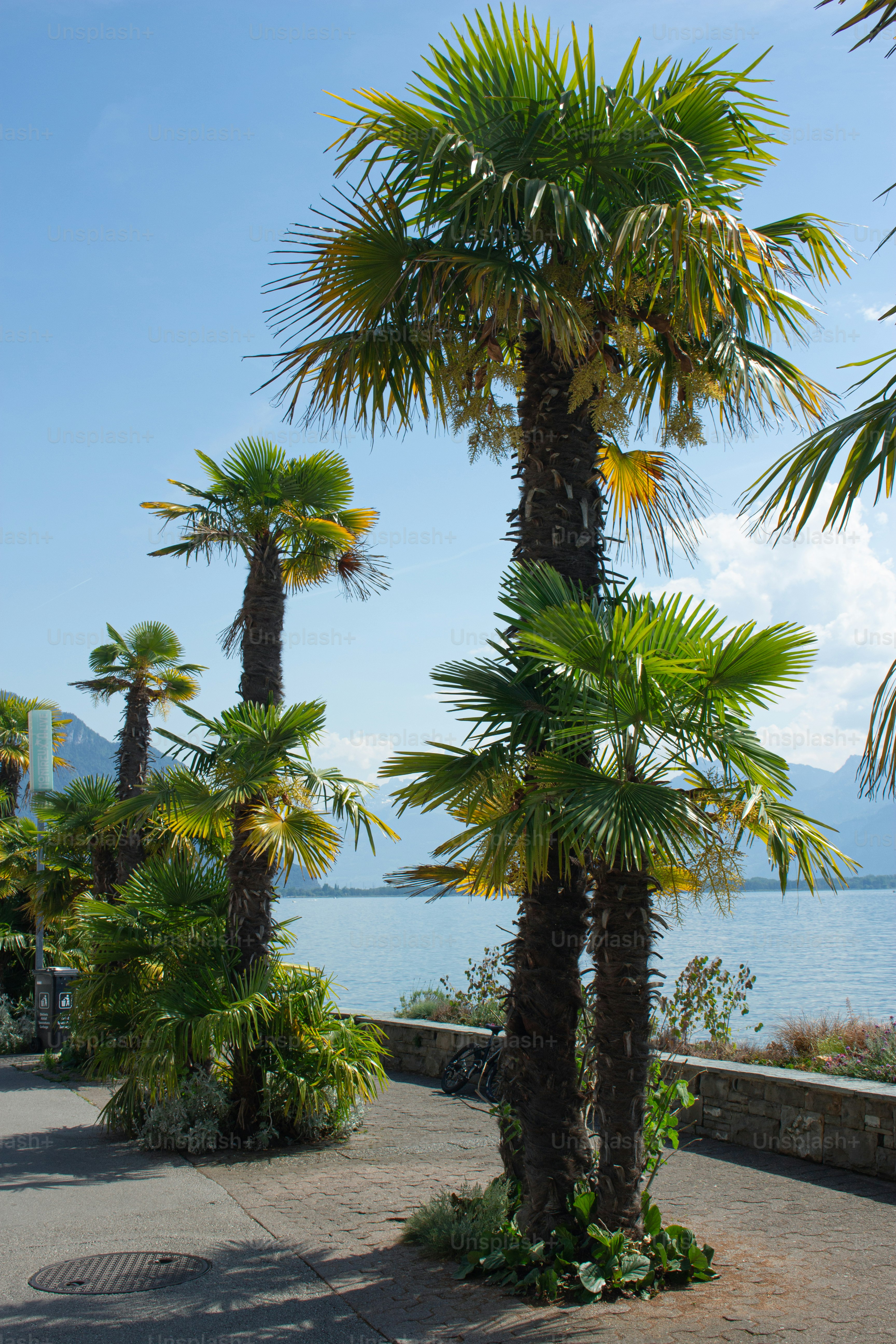 Palmen entlang einer asphaltierten Promenade am Genfersee in Montreux, Schweiz