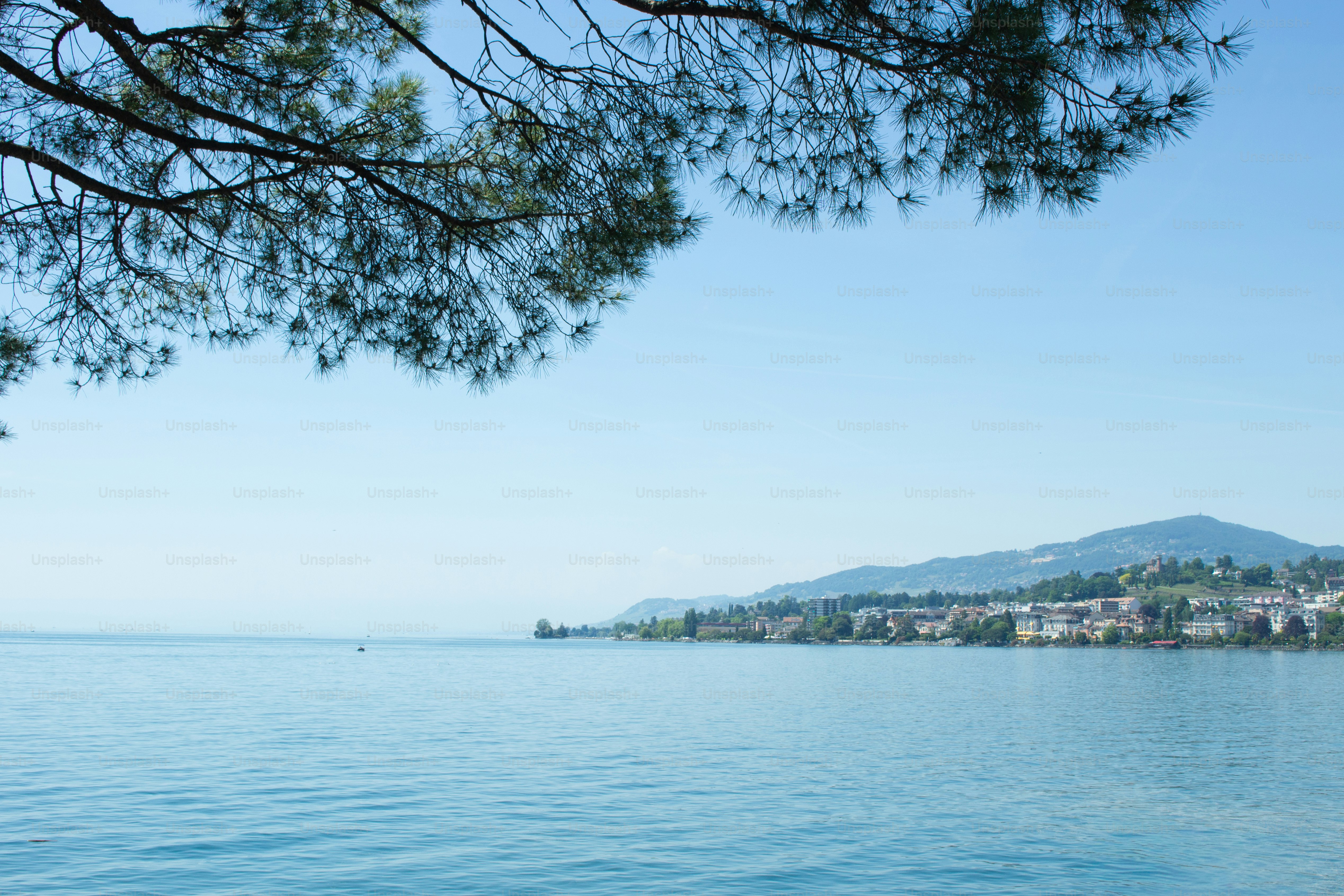 Kiefernzweige rahmen einen Blick auf den Genfersee und die Stadt Montreux ein