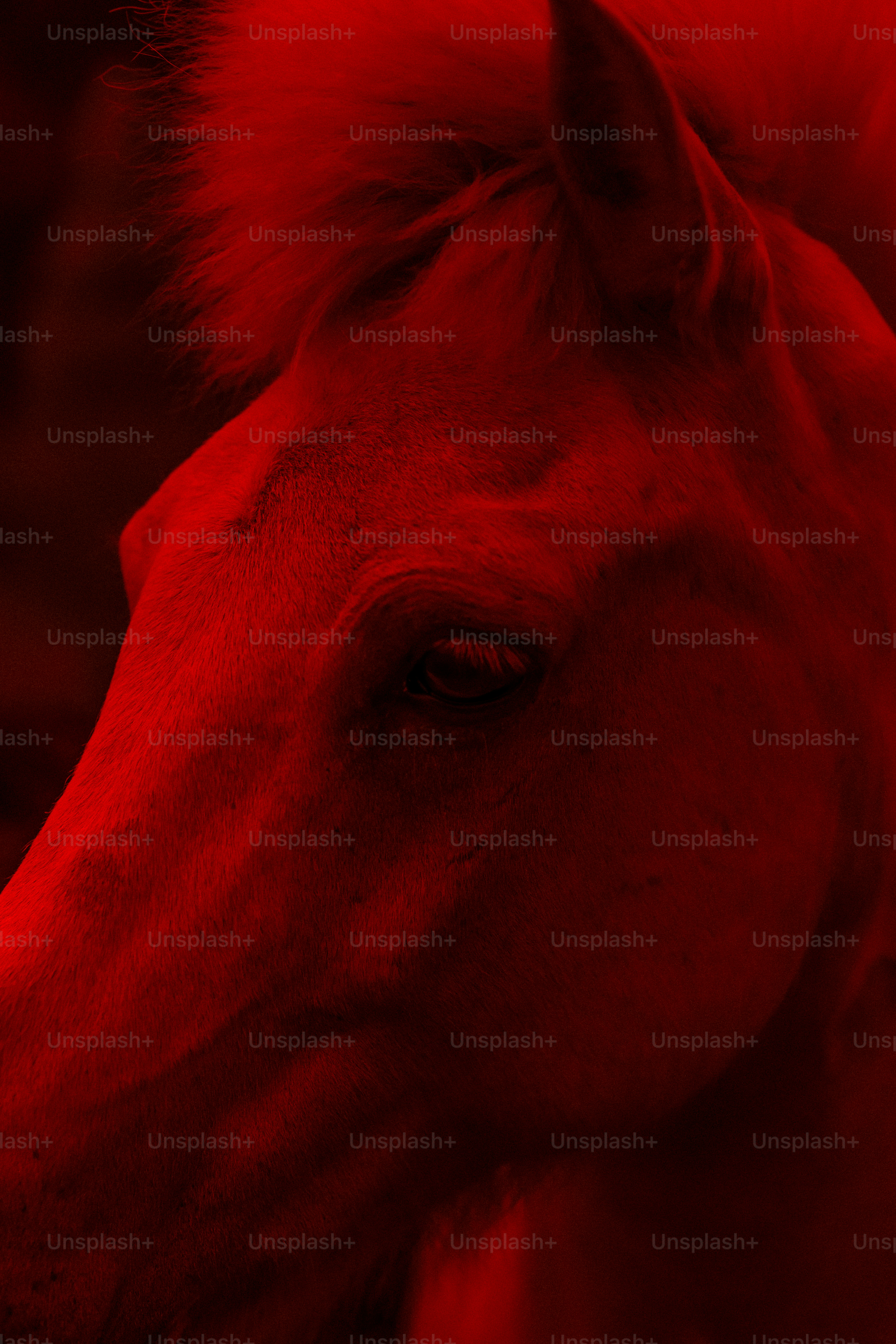 Una testa di cavallo di profilo illuminata da una luce rossa intensa