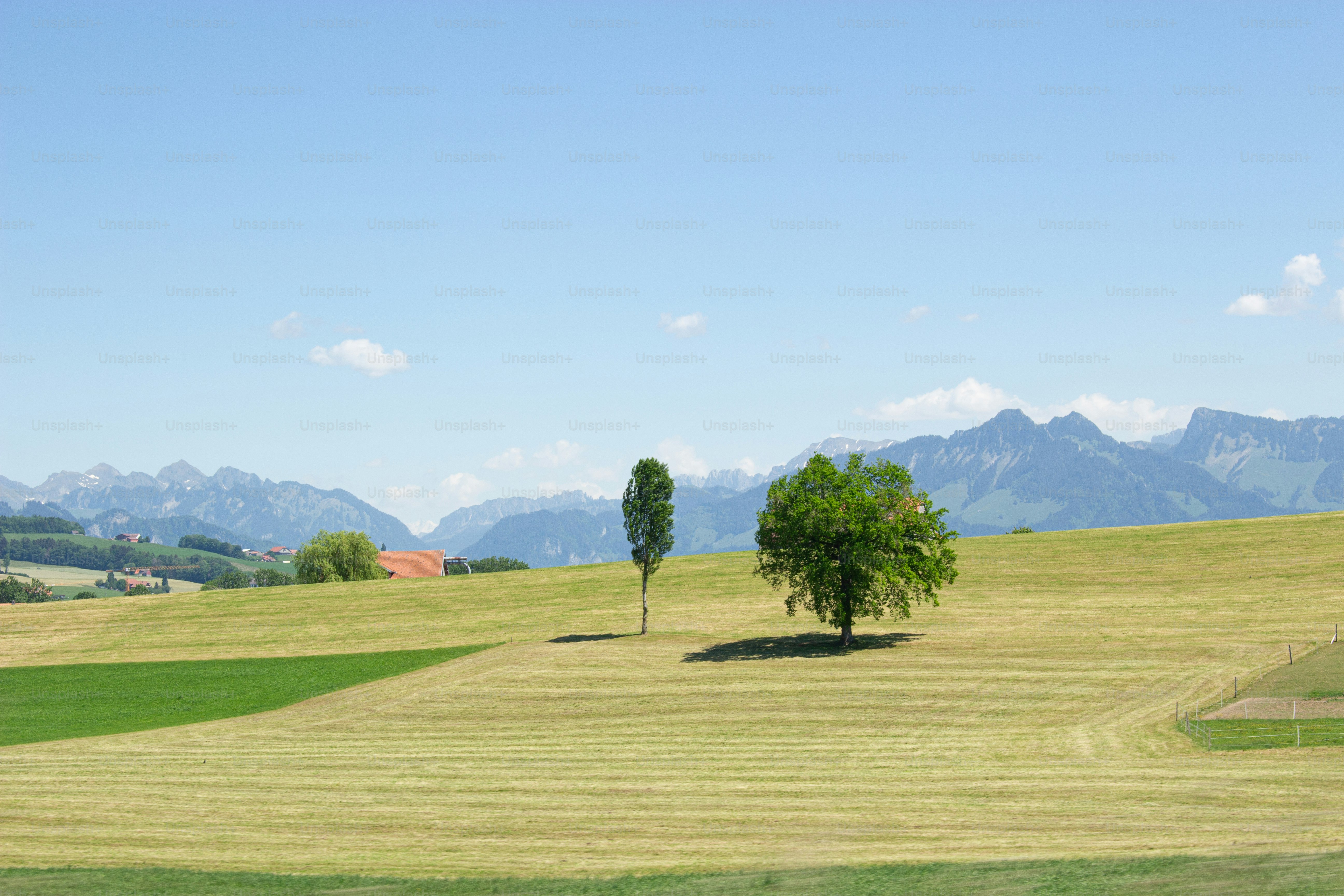 Zwei Bäume auf einem grasbewachsenen Feld mit fernen Bergen in der Schweizer Landschaft