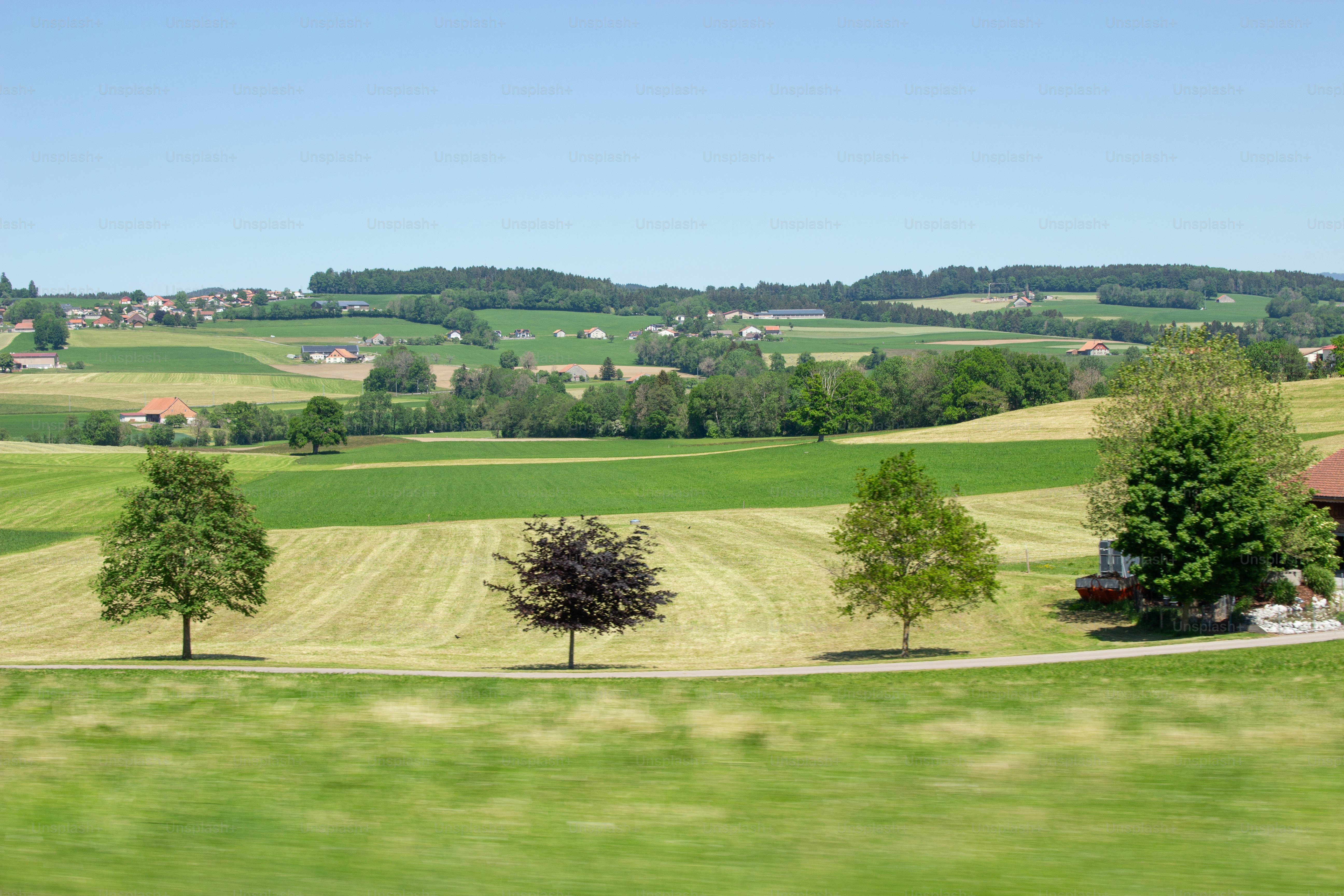 Sanfte grüne Felder und verstreute Bäume in der Schweizer Landschaft unter klarem Himmel