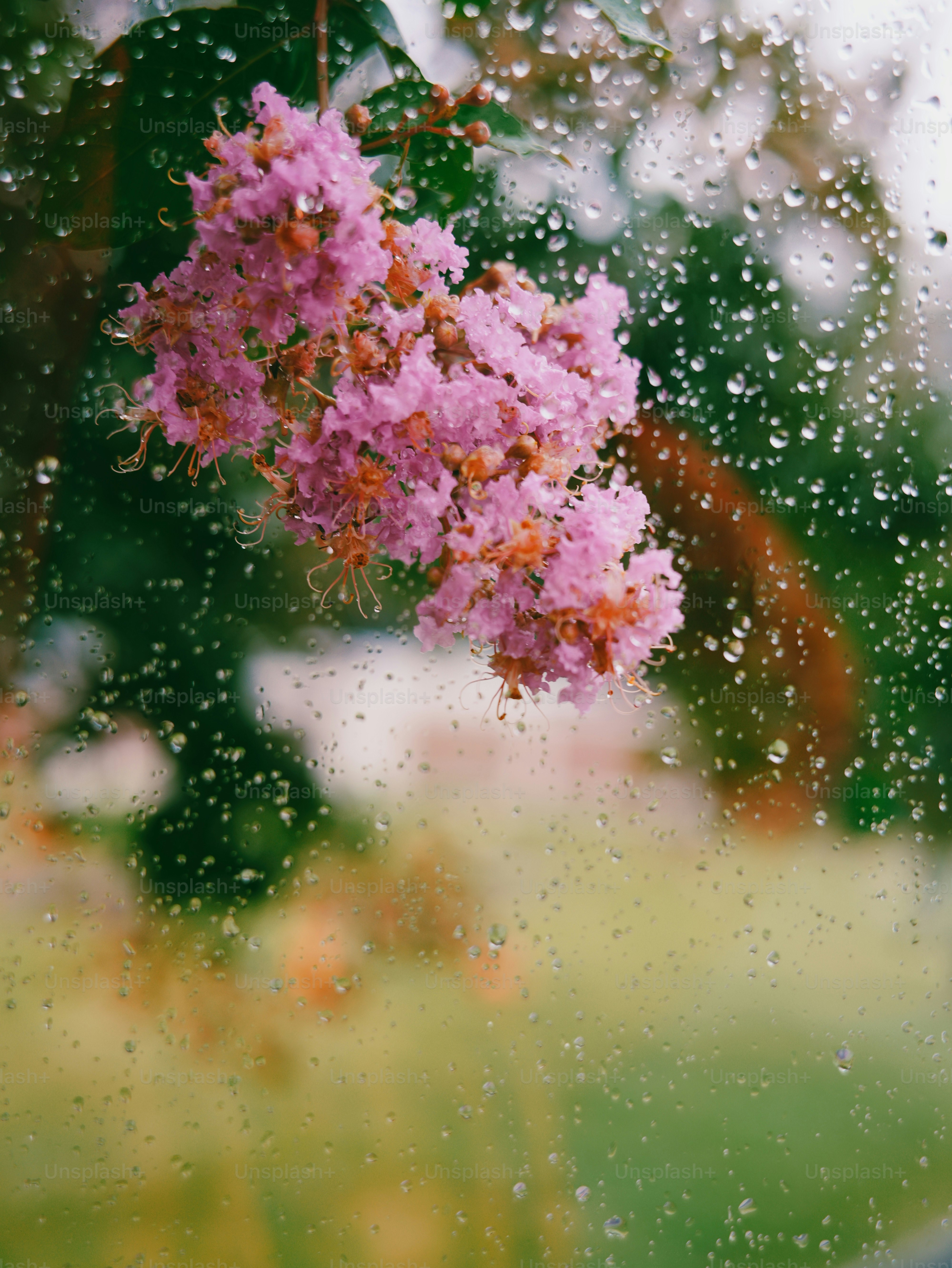 Pink crepe myrtle blossoms seen through a rain-covered window with water droplets