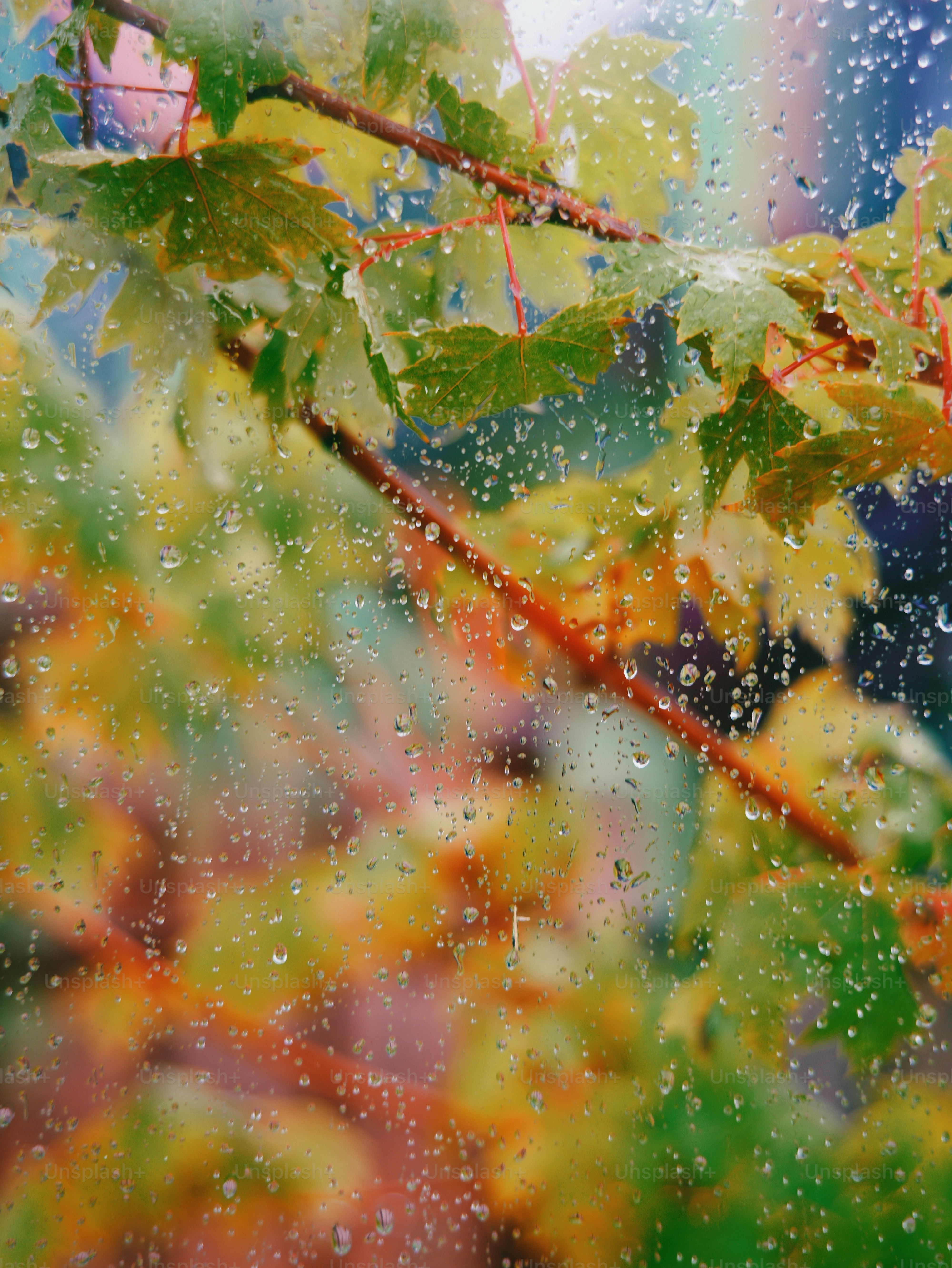 Maple leaves and branches seen through a rain-covered window with water droplets