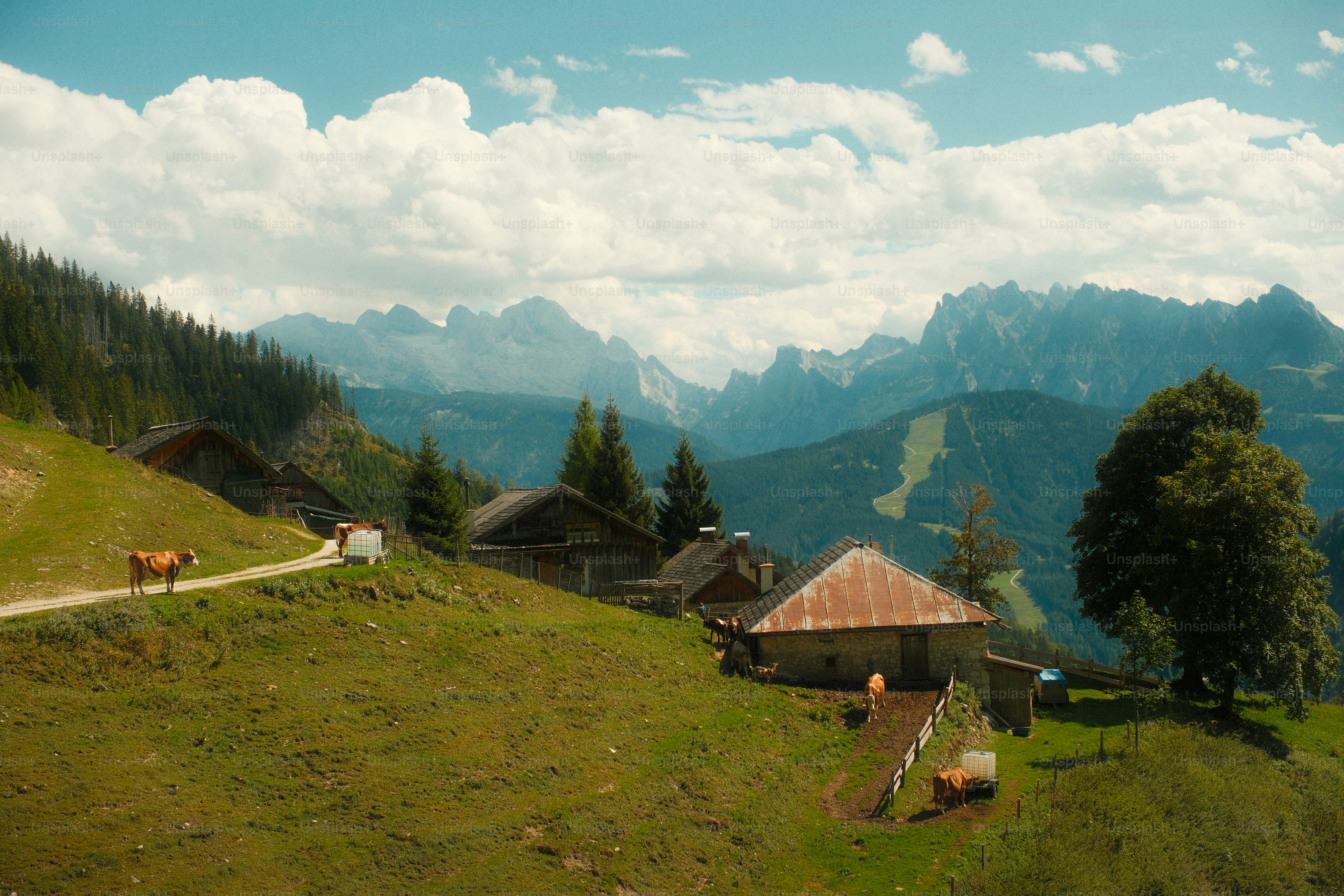 Cows grazing on a grassy mountain slope with rustic wooden cabins and distant peaks