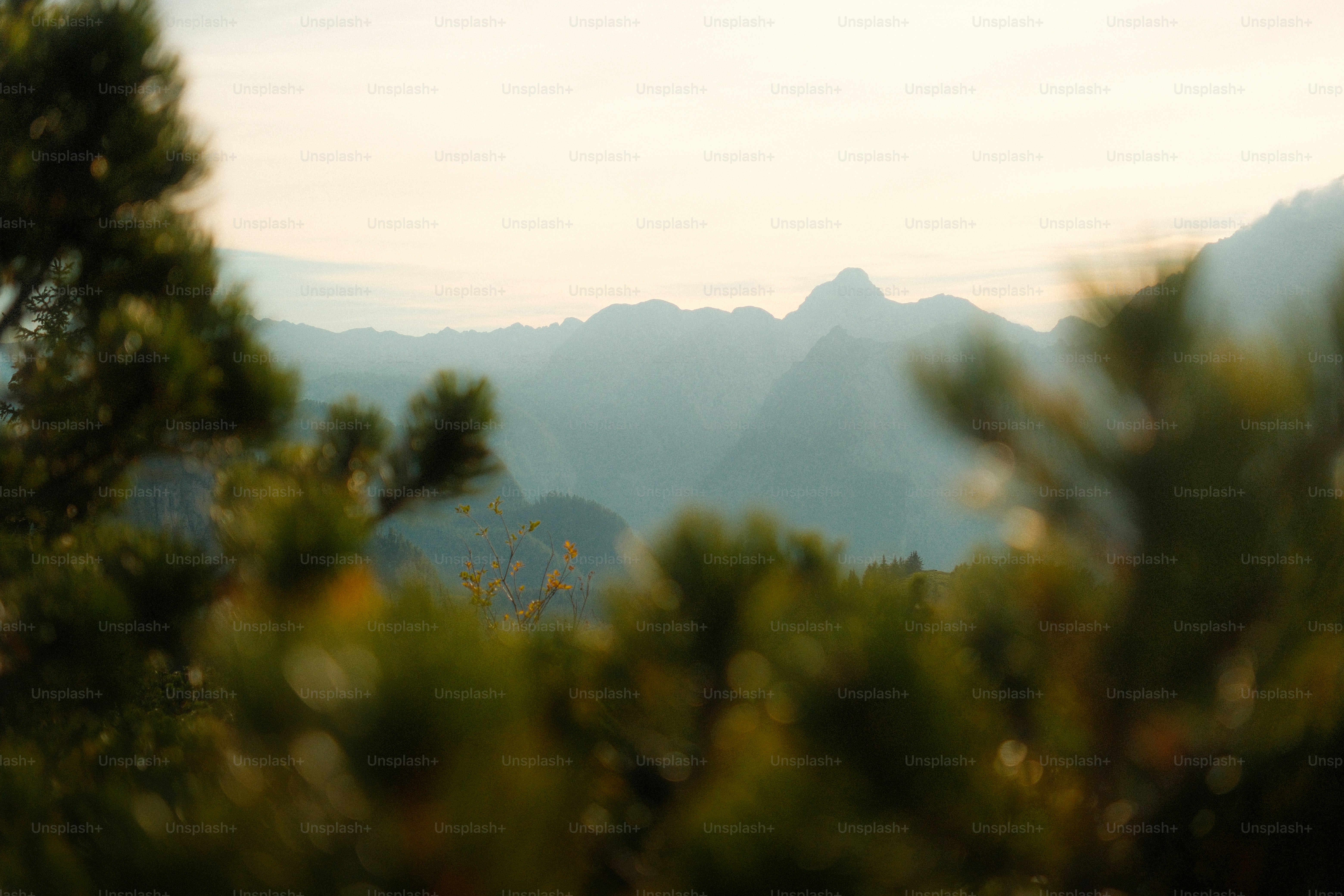 Distant mountain peaks in soft light framed by blurred pine branches in the foreground