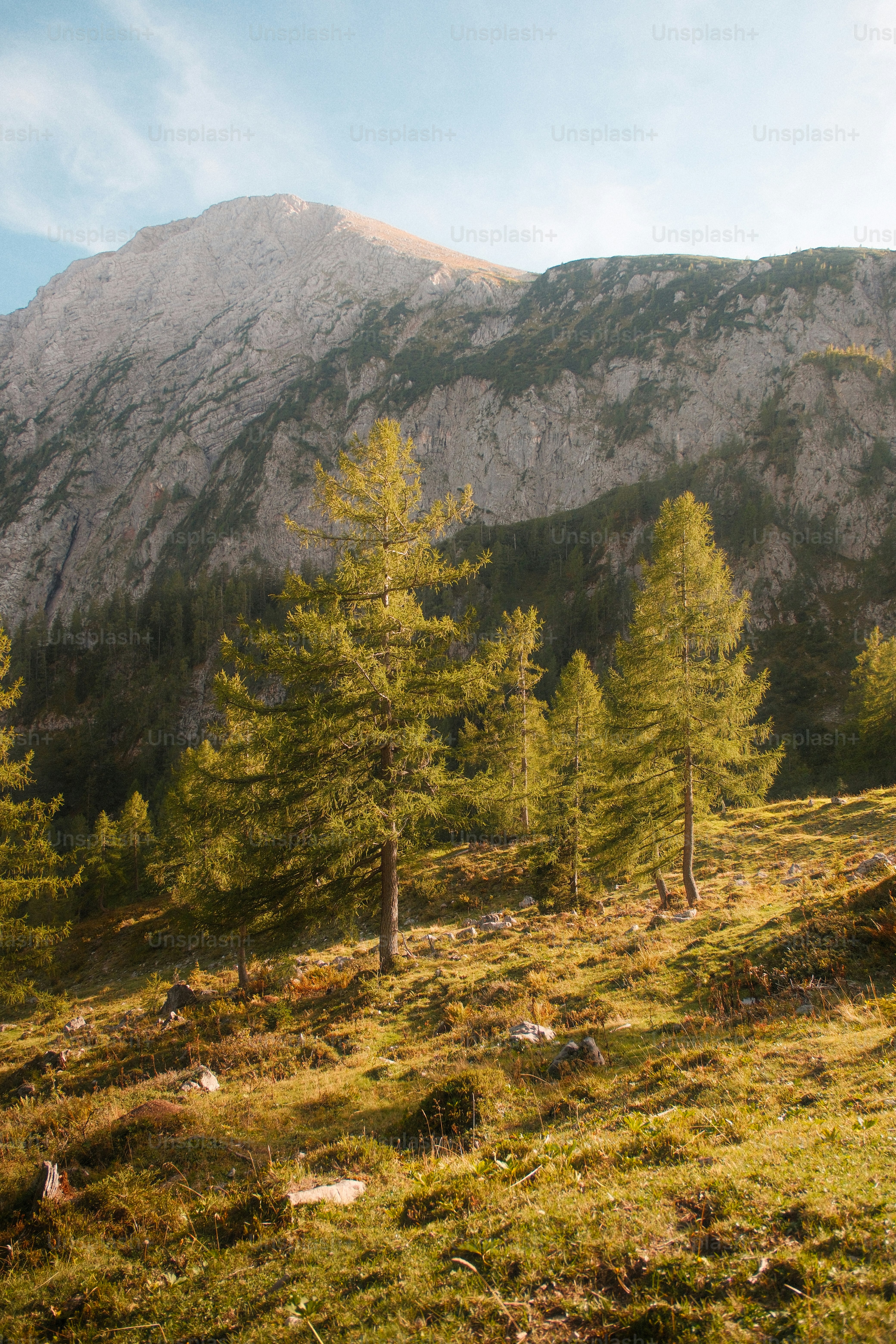 Larch trees on a grassy mountain slope beneath a rocky peak in golden light