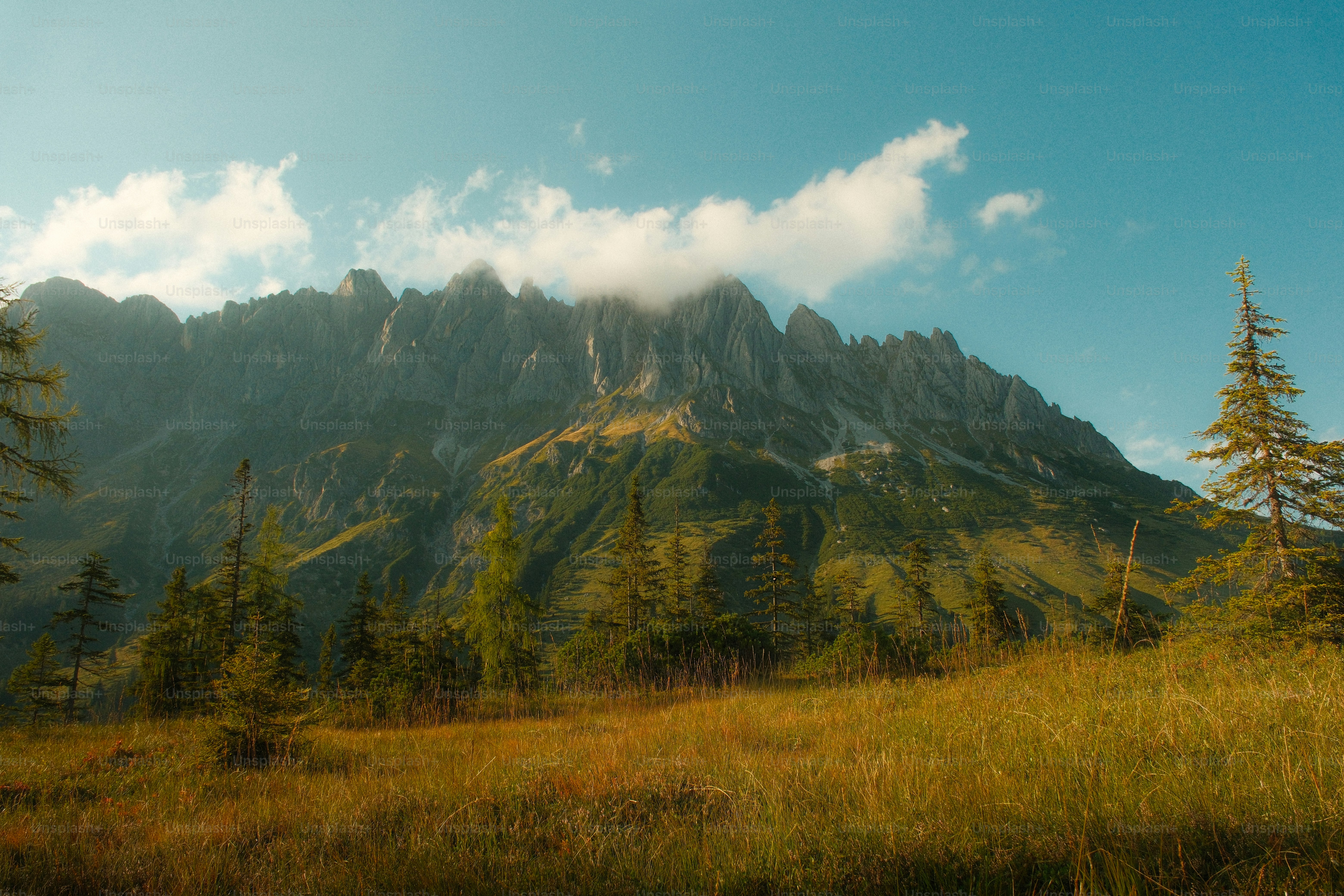 A grassy meadow with scattered pine trees below a jagged mountain range