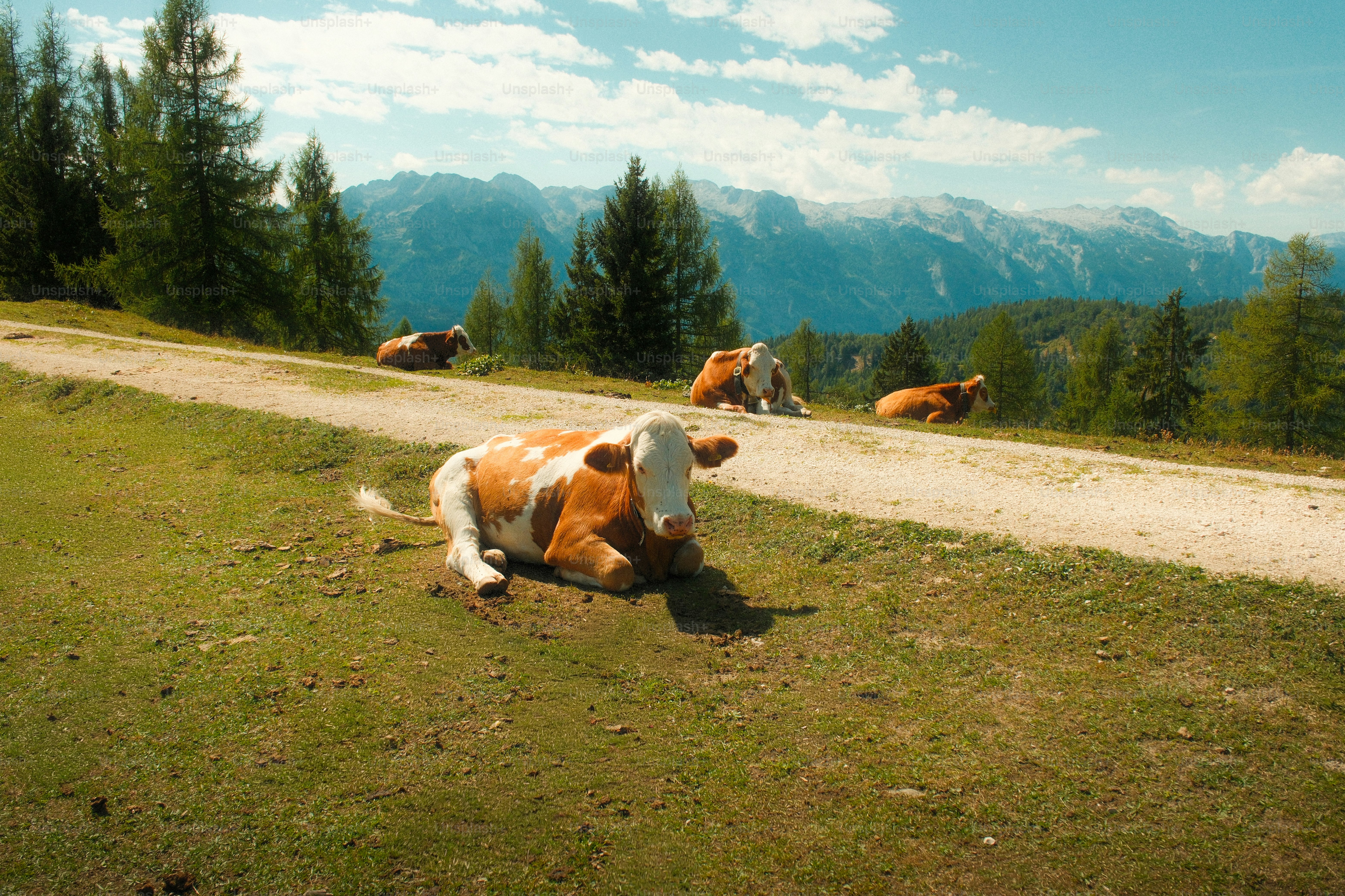 Brown and white cows resting on a grassy mountain slope near a dirt path