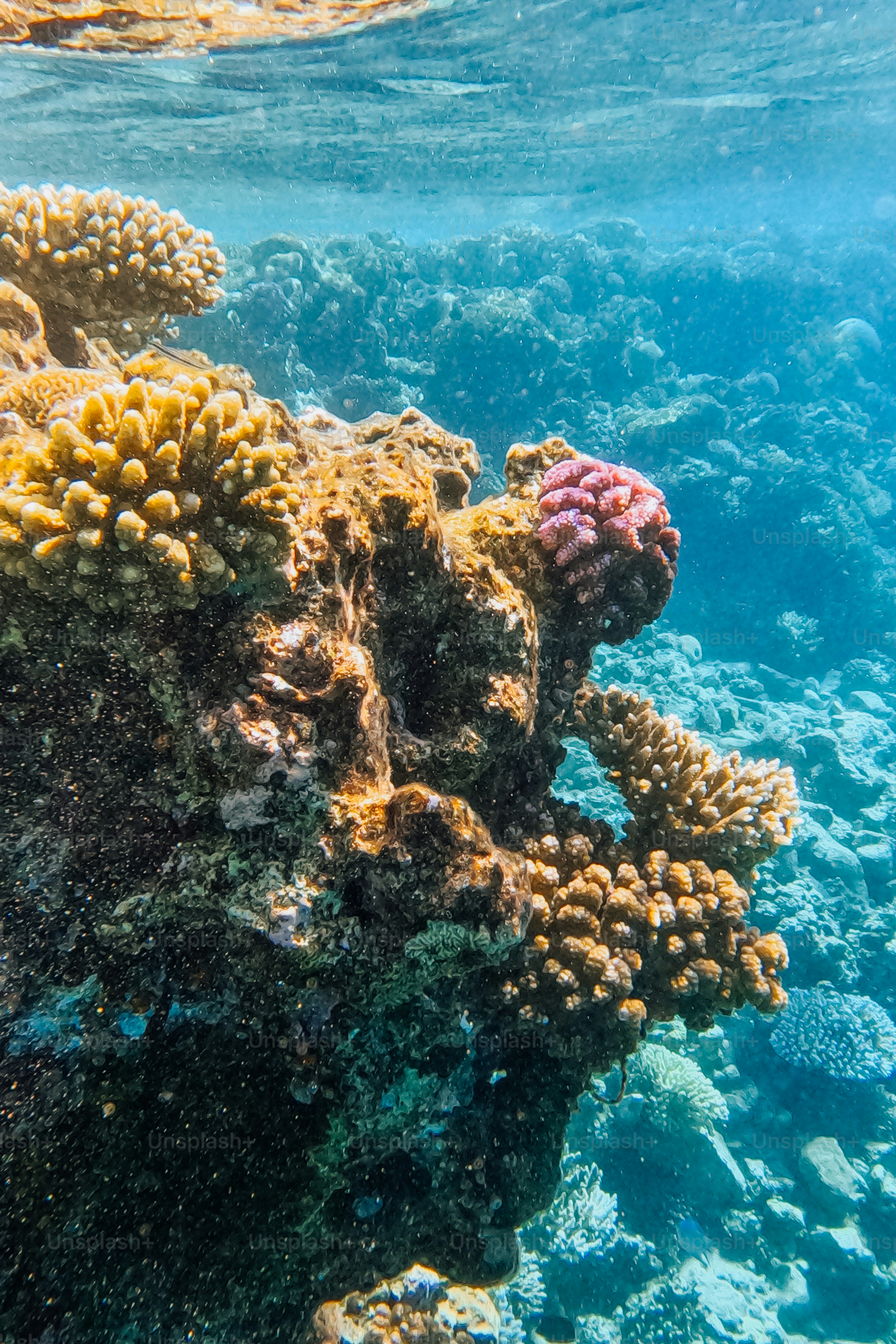 A large coral reef formation with yellow and pink textures underwater