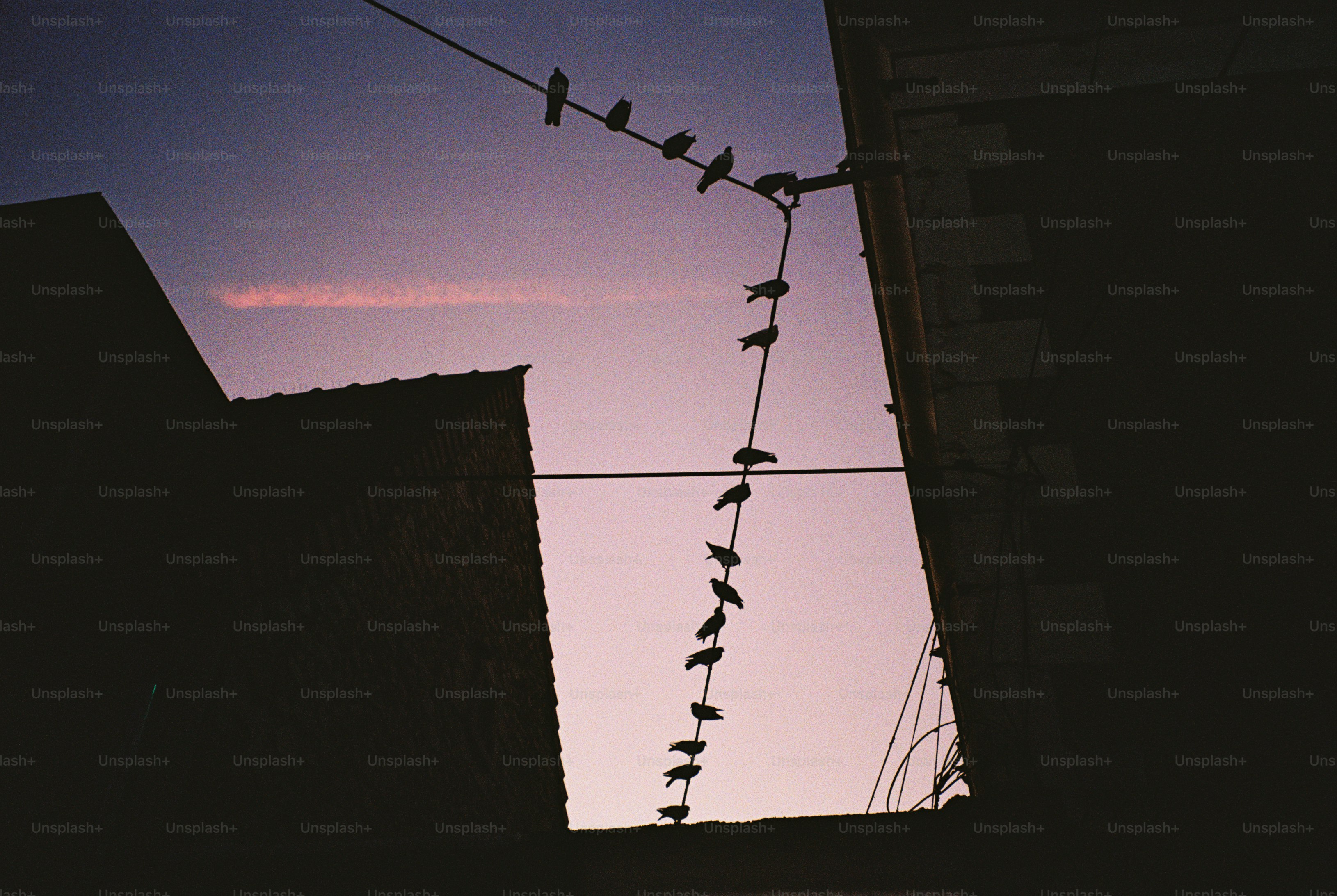A line of birds perched on a wire between two dark building silhouettes