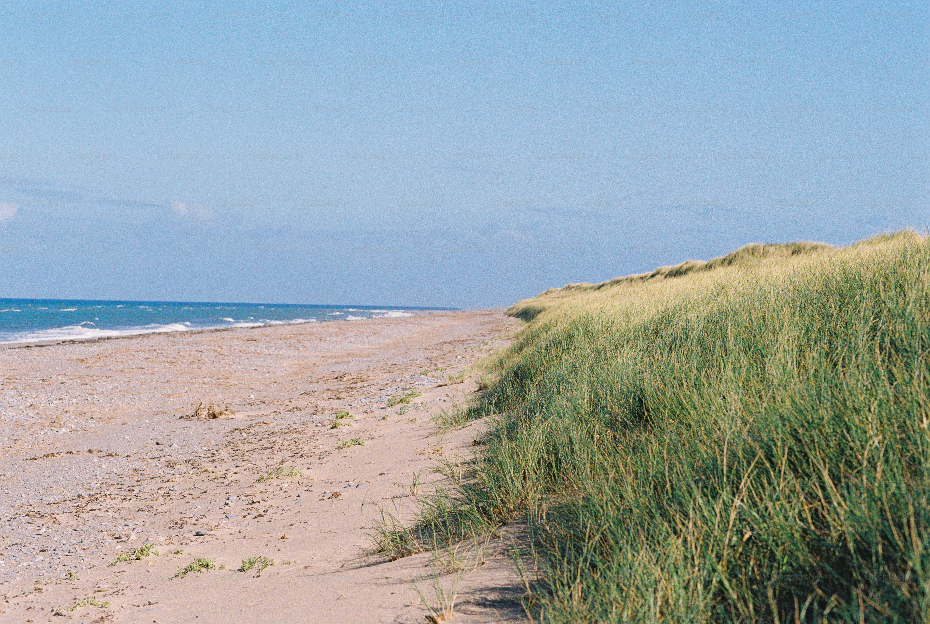 Green beach grass growing on sand dunes beside a calm blue ocean