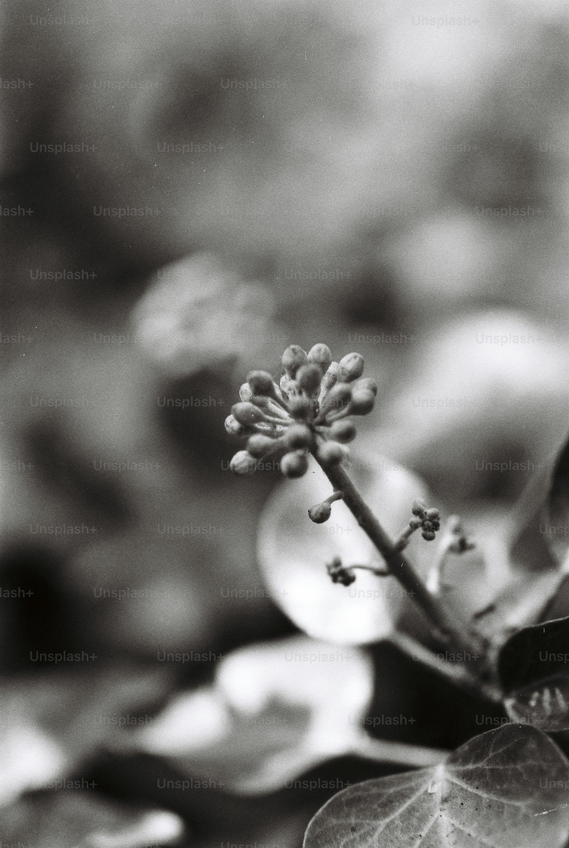 Clustered ivy flower buds on a thin stem against a soft blurred background