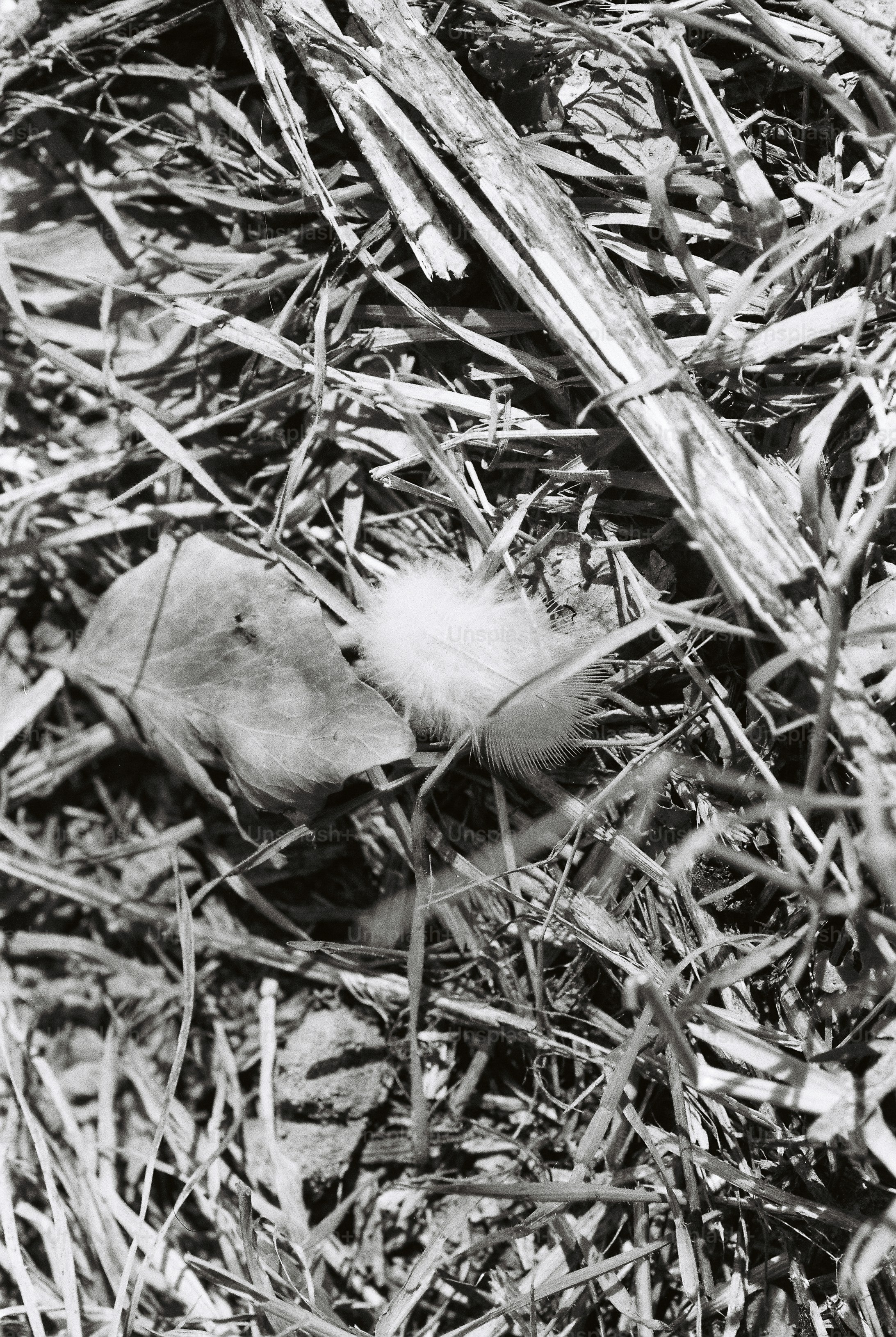 A small downy feather among dry grass stems and a fallen ivy leaf