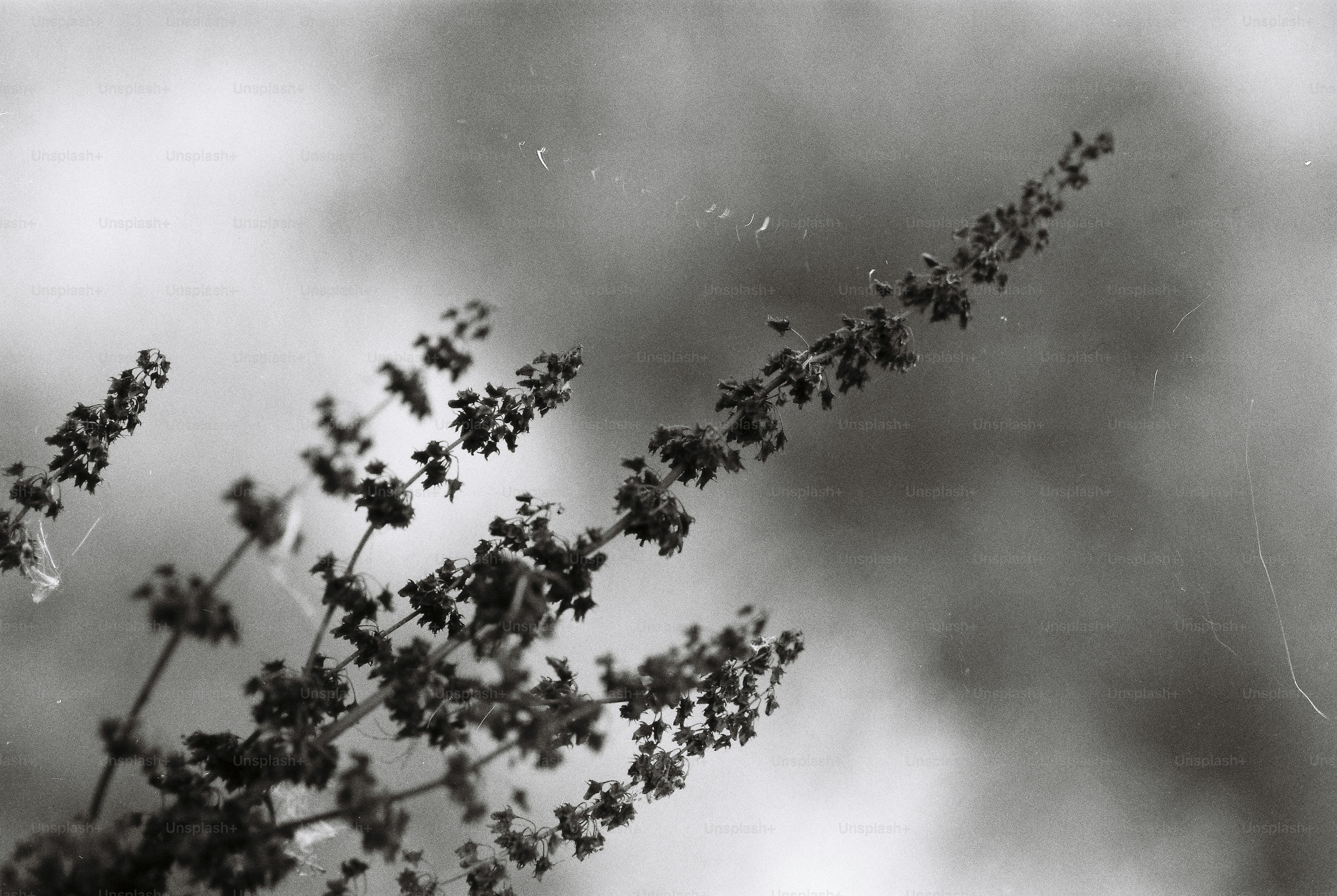 Delicate dry seed heads rising diagonally against a soft blurred background