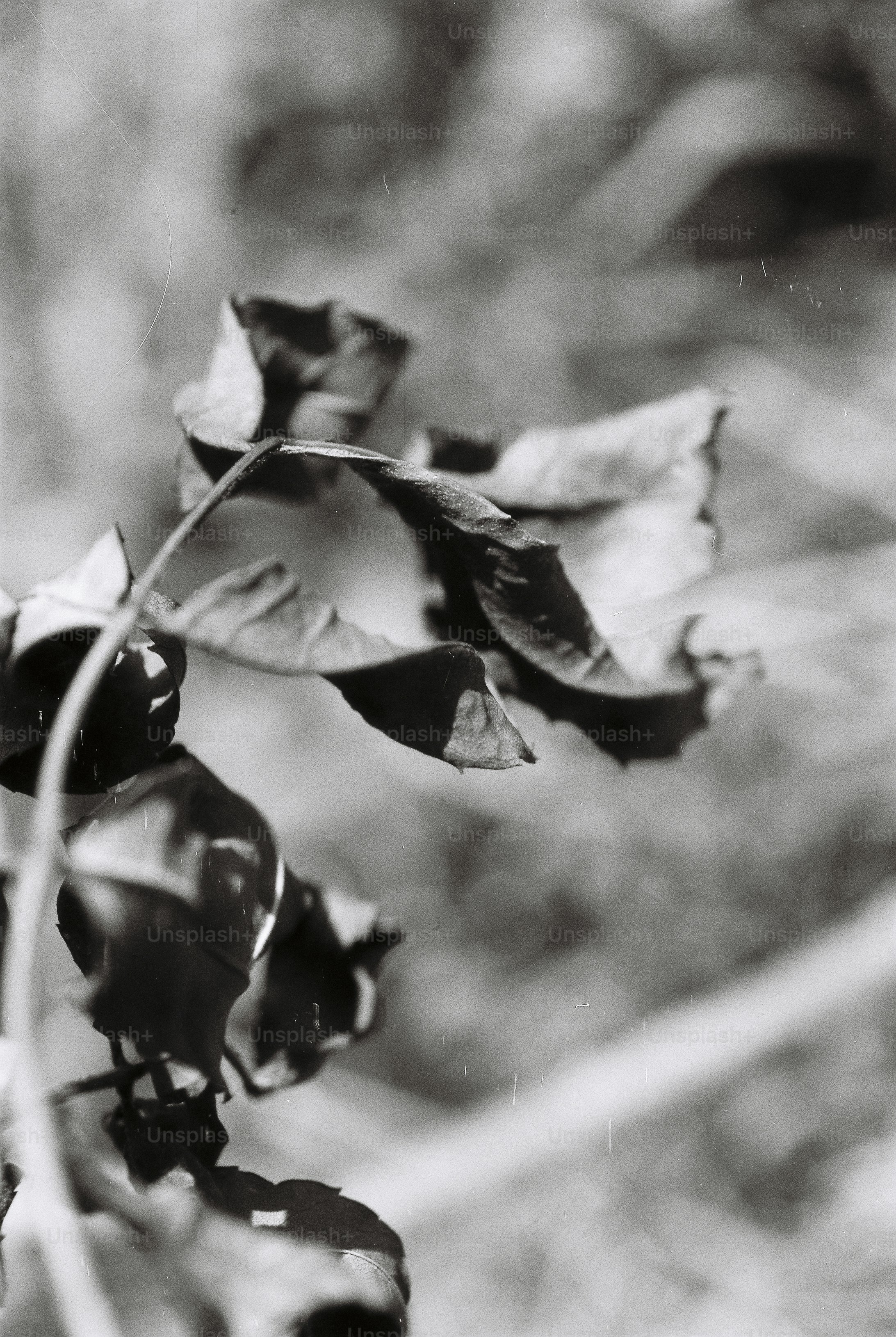 Withered leaves on a slender stem against a soft out of focus background
