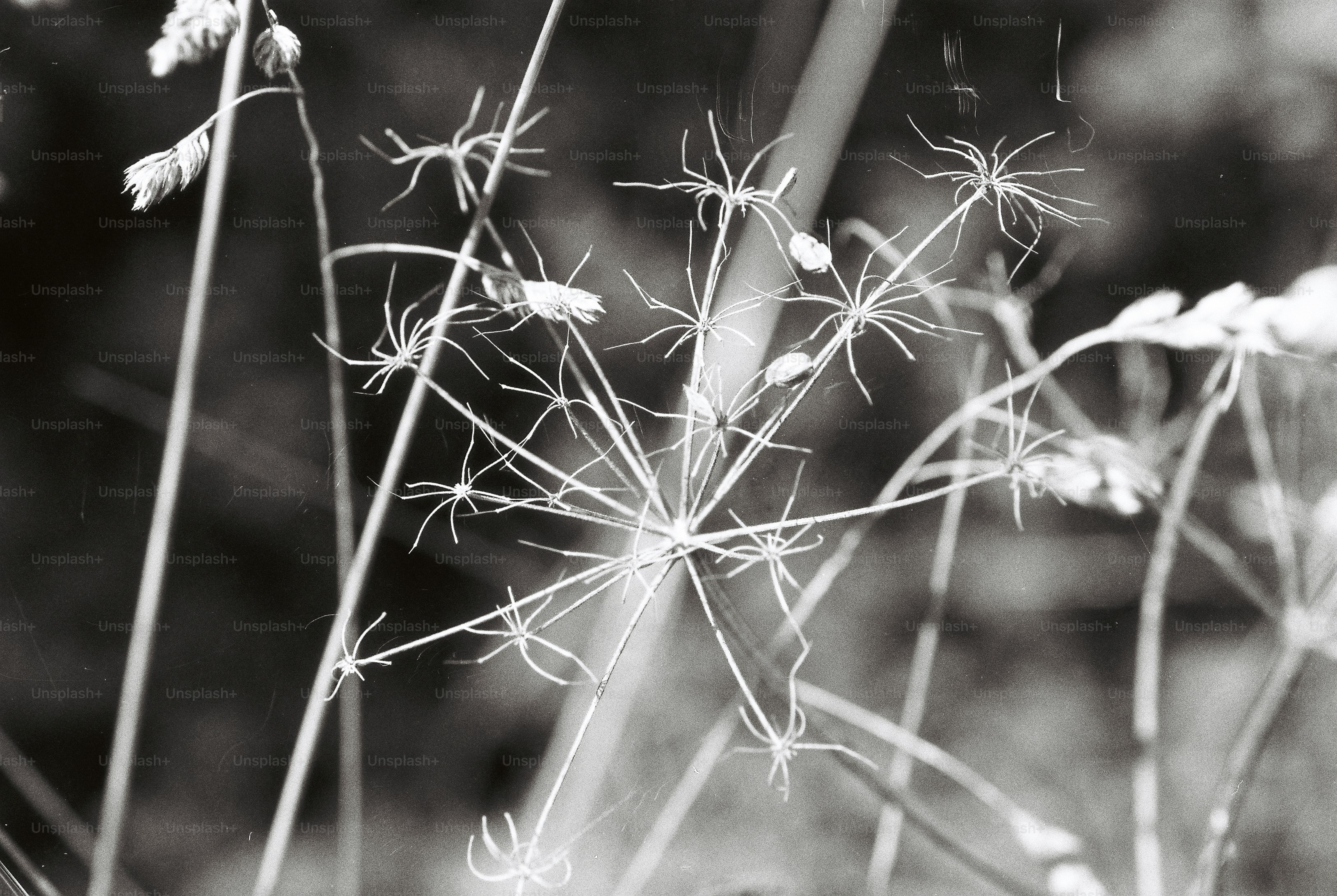 Dried umbel seed heads with thin radiating stems against a dark blurred background