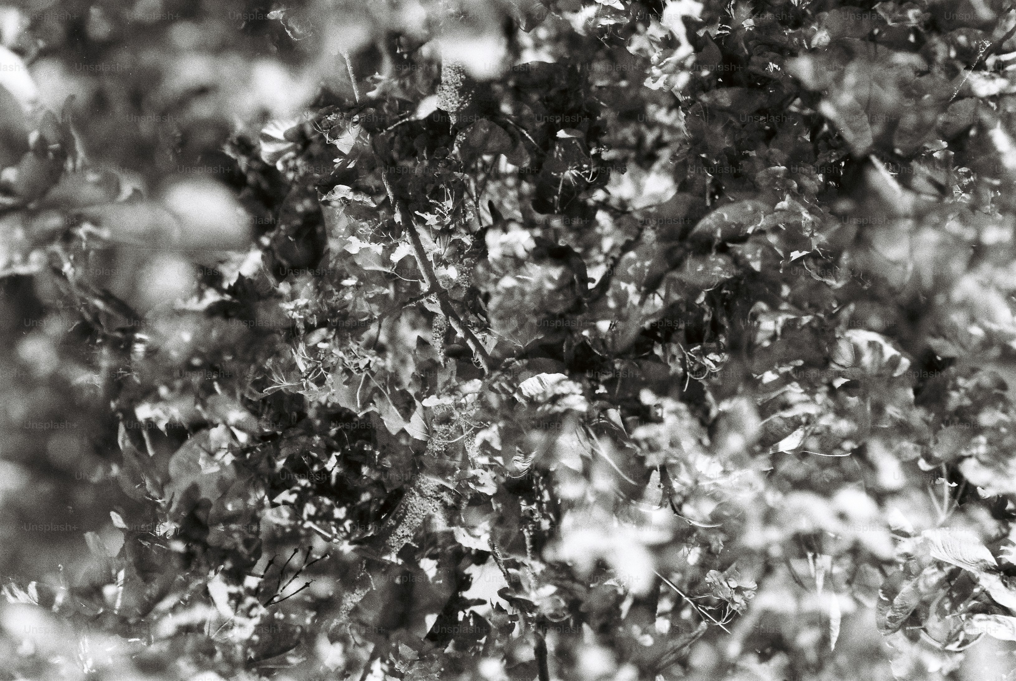 Dense foliage with overlapping leaves and twigs in a black and white photograph