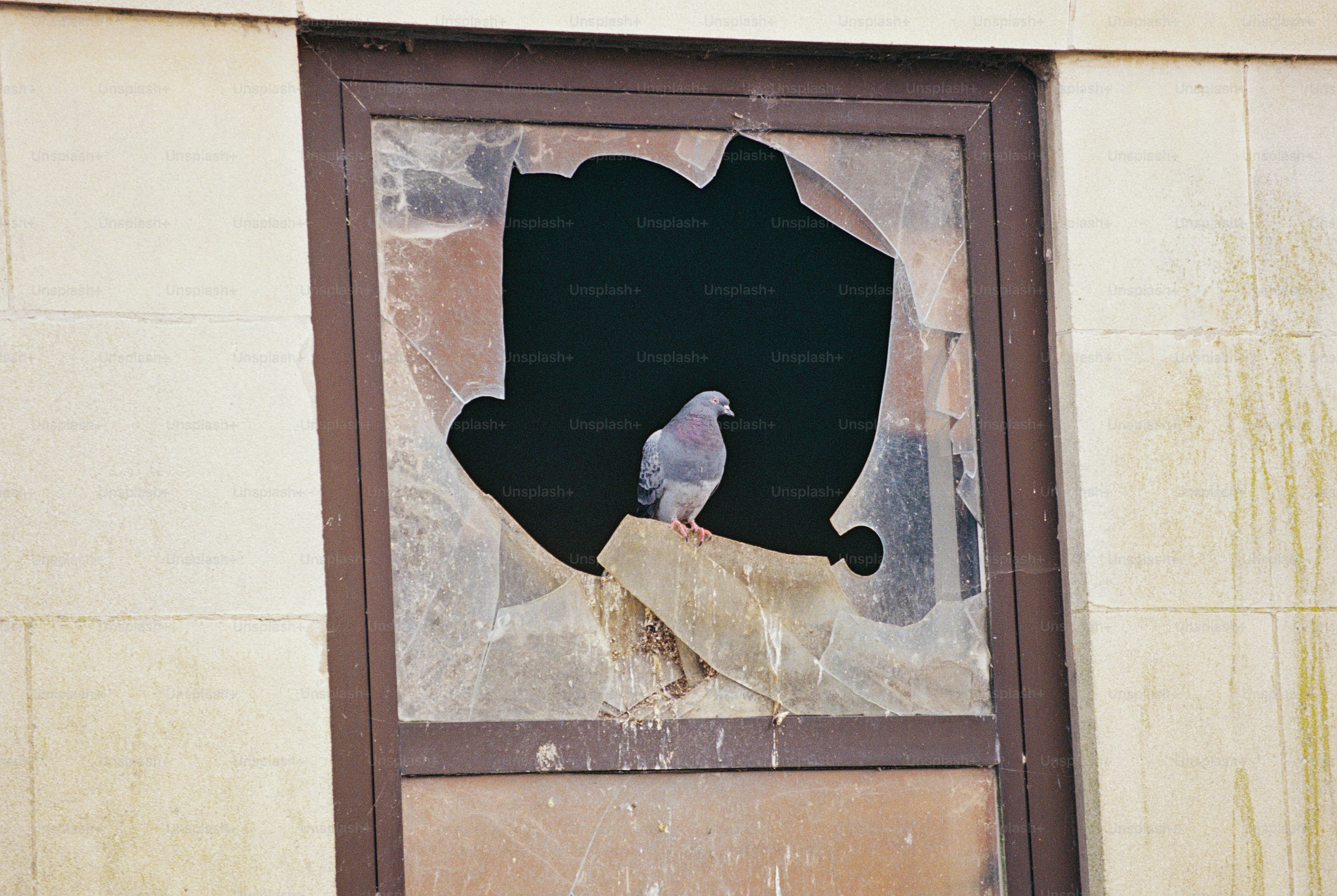 A pigeon perched on a shard of broken glass in a smashed window