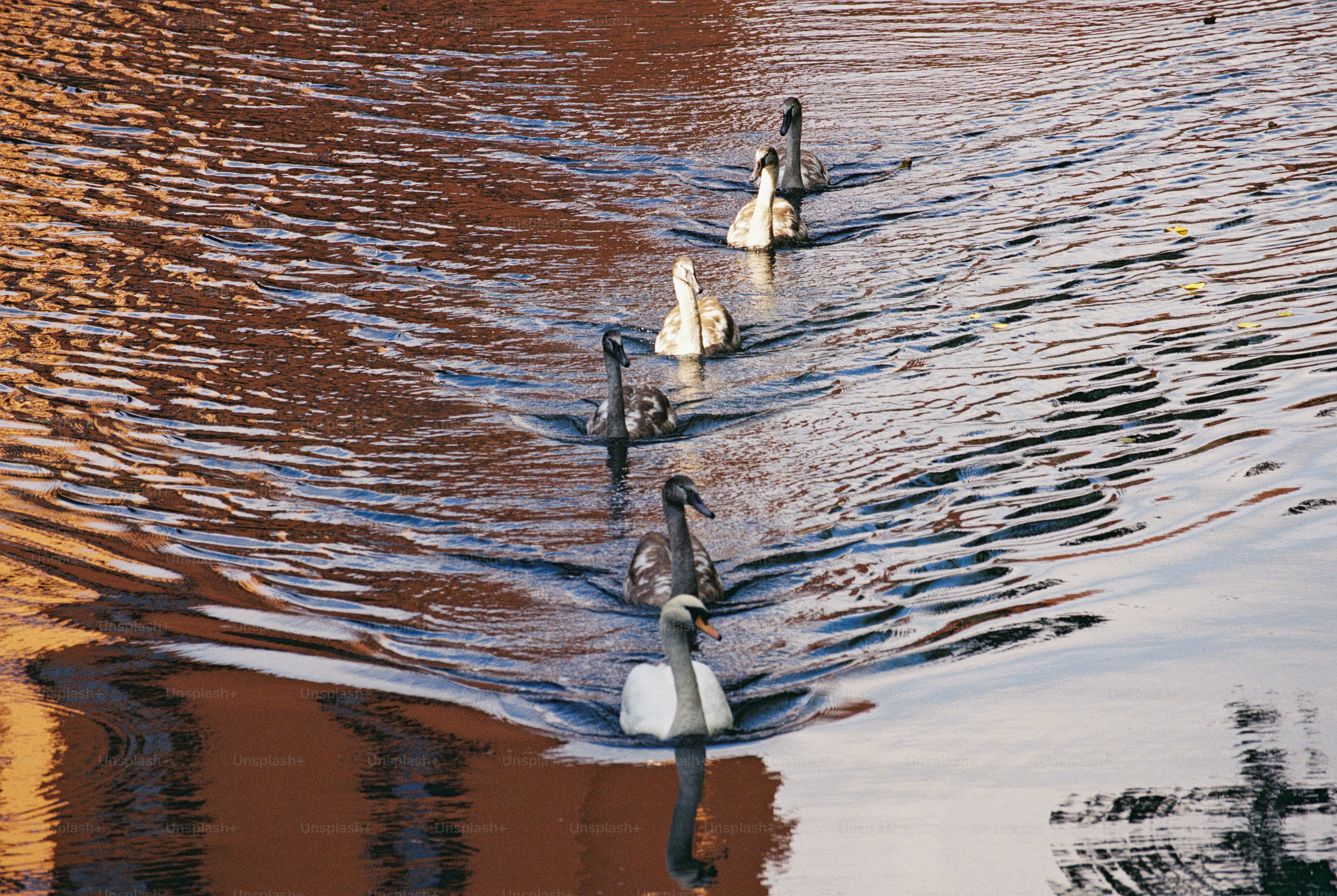 An adult swan and five cygnets gliding across water reflecting a brick wall