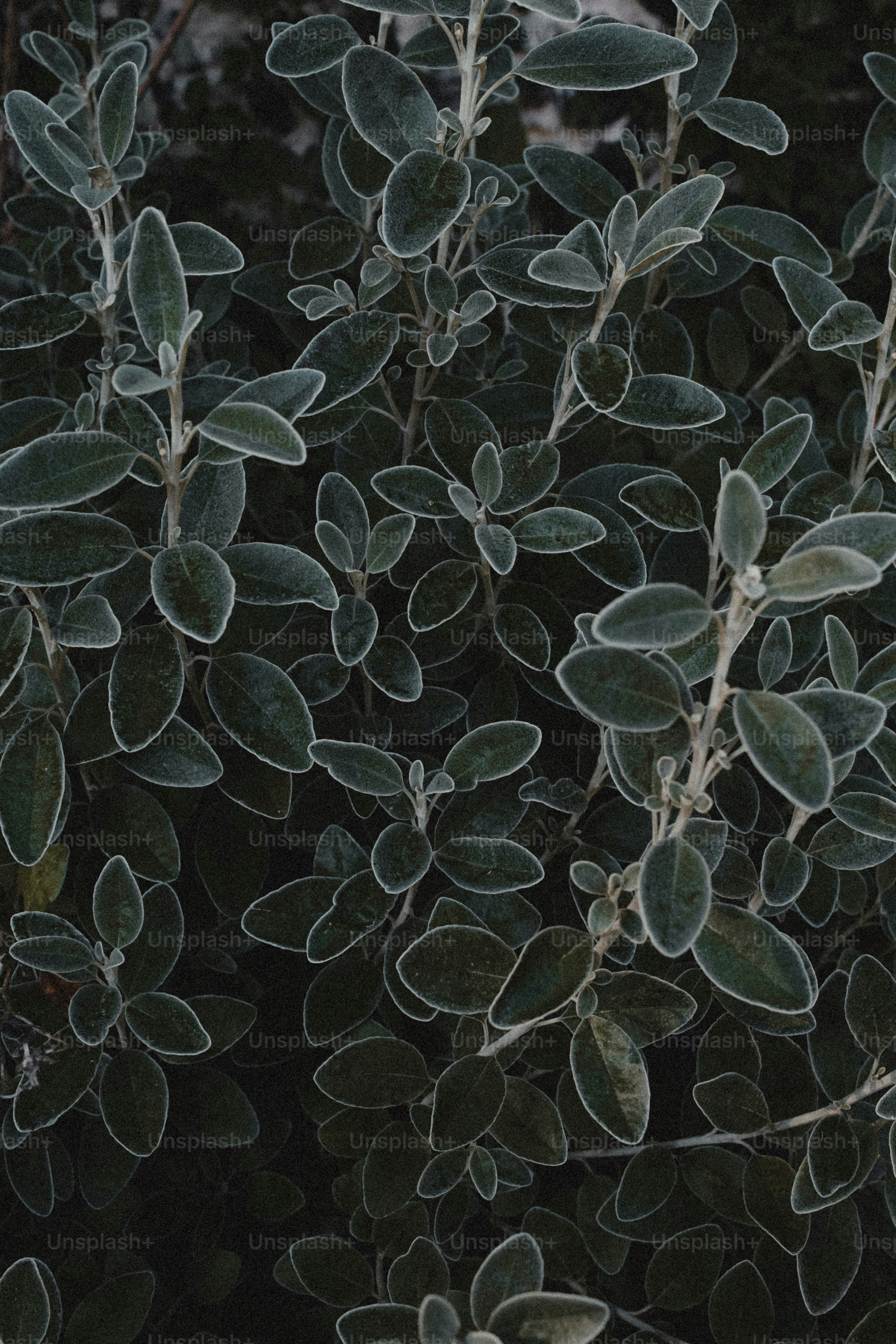 Dark green geranium leaves pattern - Photo on Unsplash+