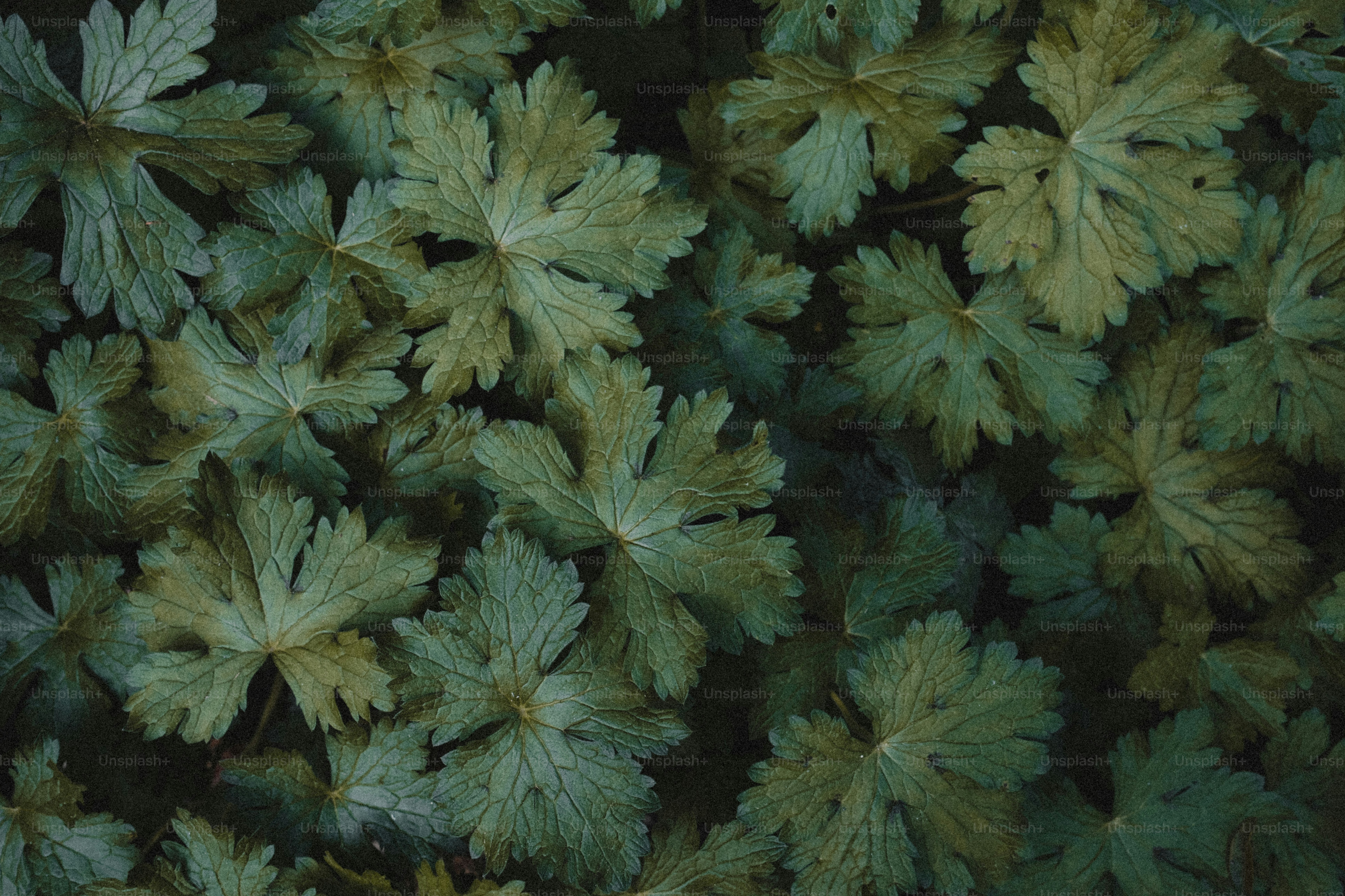 Dark green geranium leaves pattern - Photo on Unsplash+