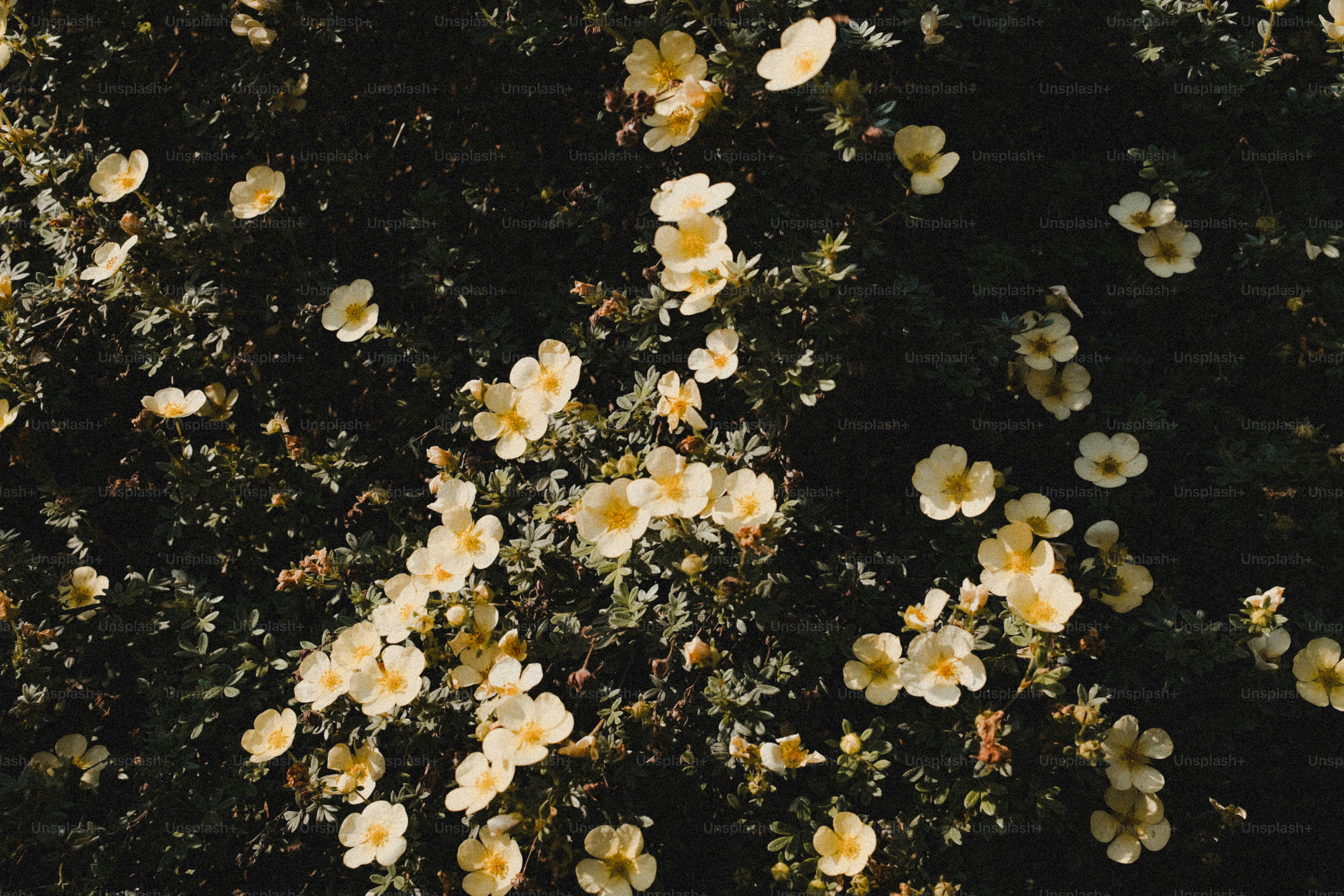 Yellow flowers on dark green shrub - Photo on Unsplash+