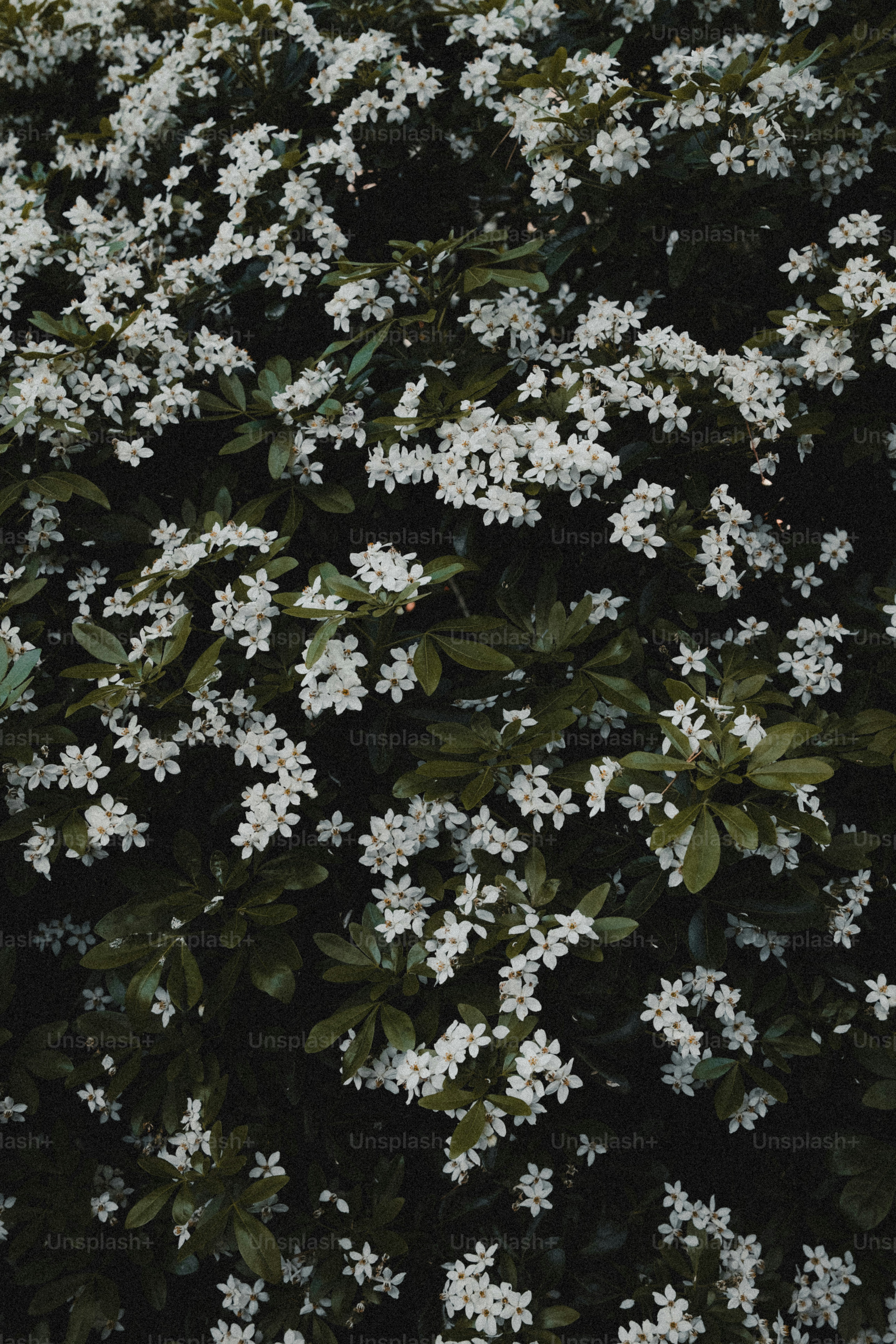 Dark green geranium leaves pattern - Photo on Unsplash+