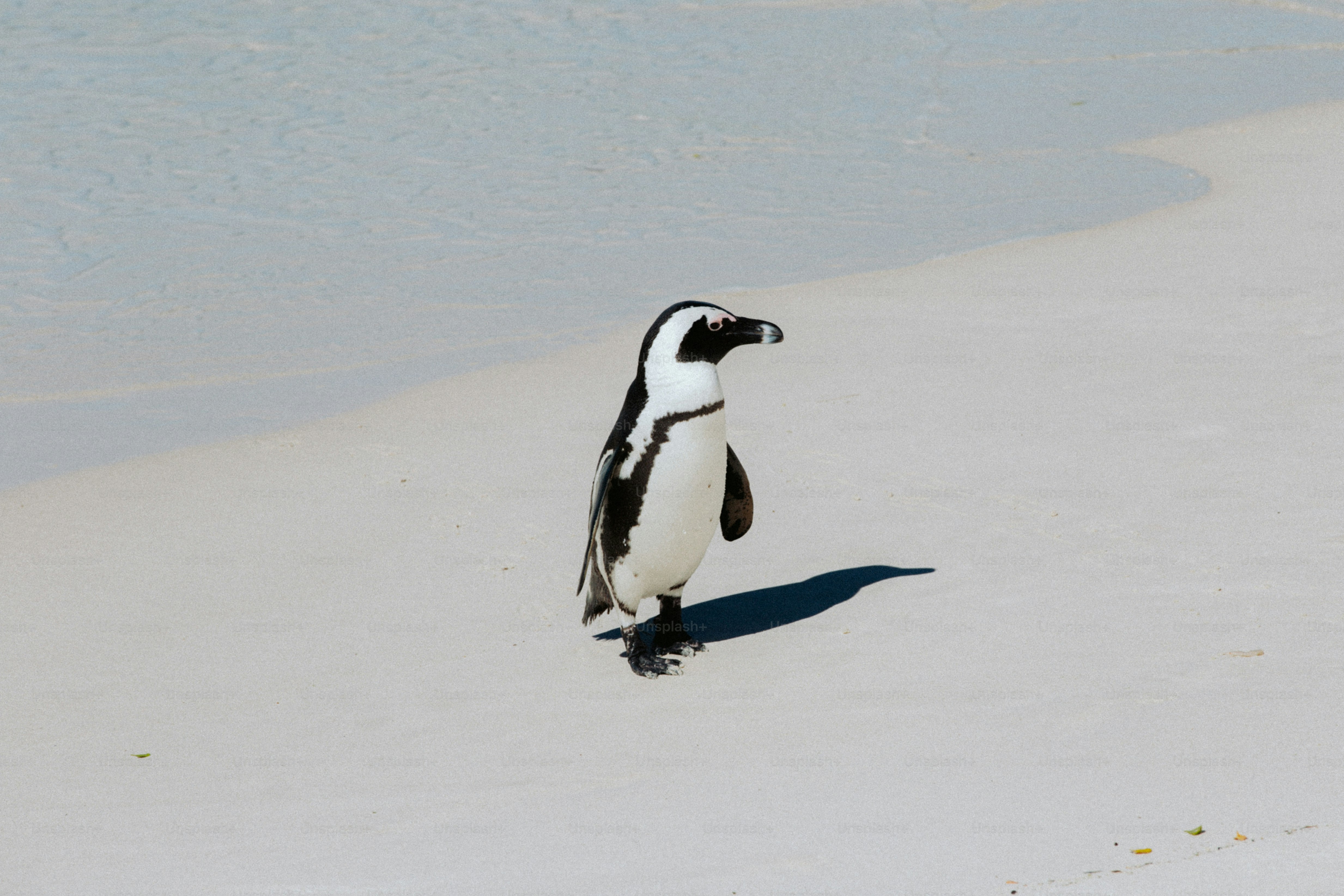 Un pingüino africano en una playa de arena blanca en Ciudad del Cabo