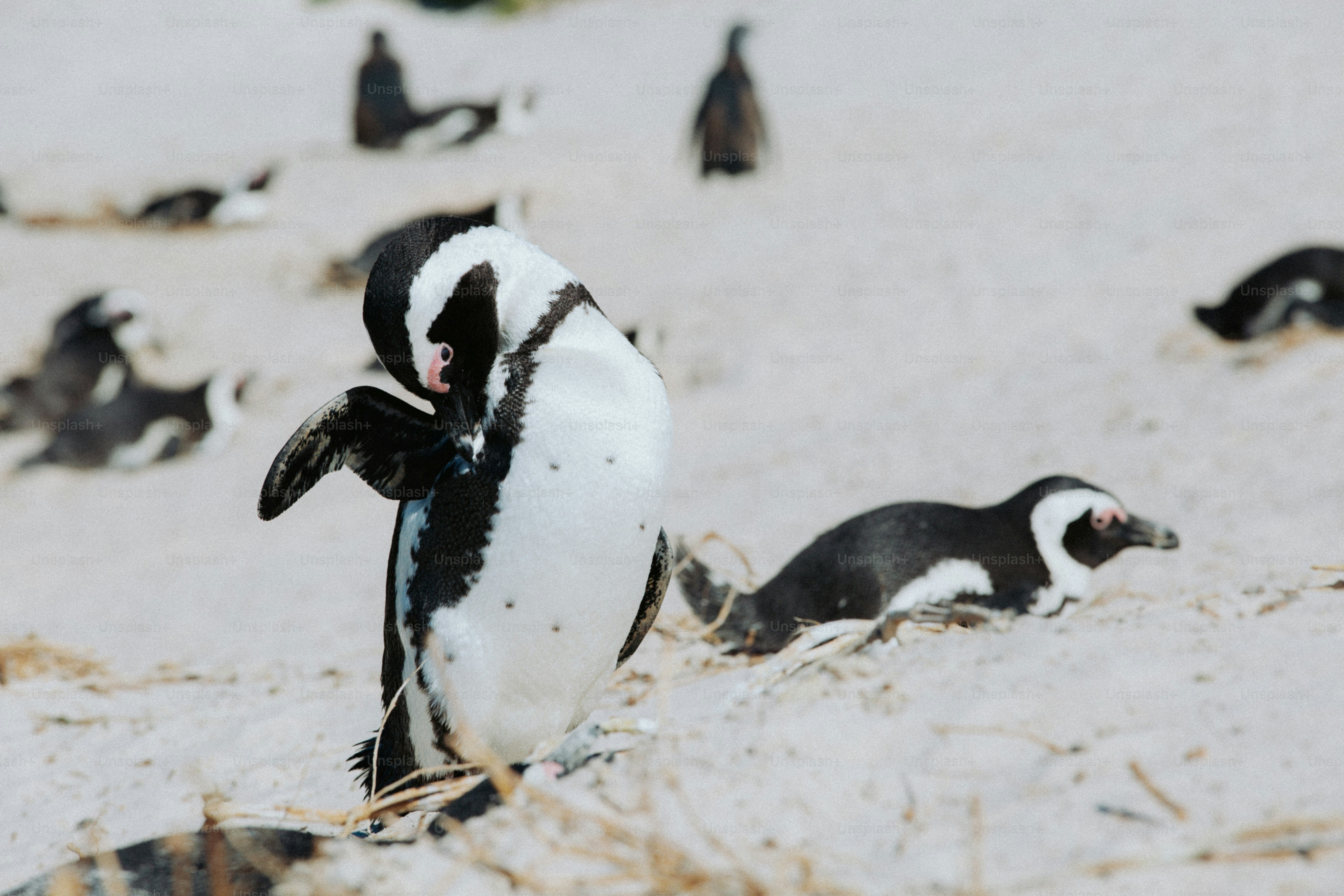 Pingüinos africanos en una playa de arena en Ciudad del Cabo, Sudáfrica