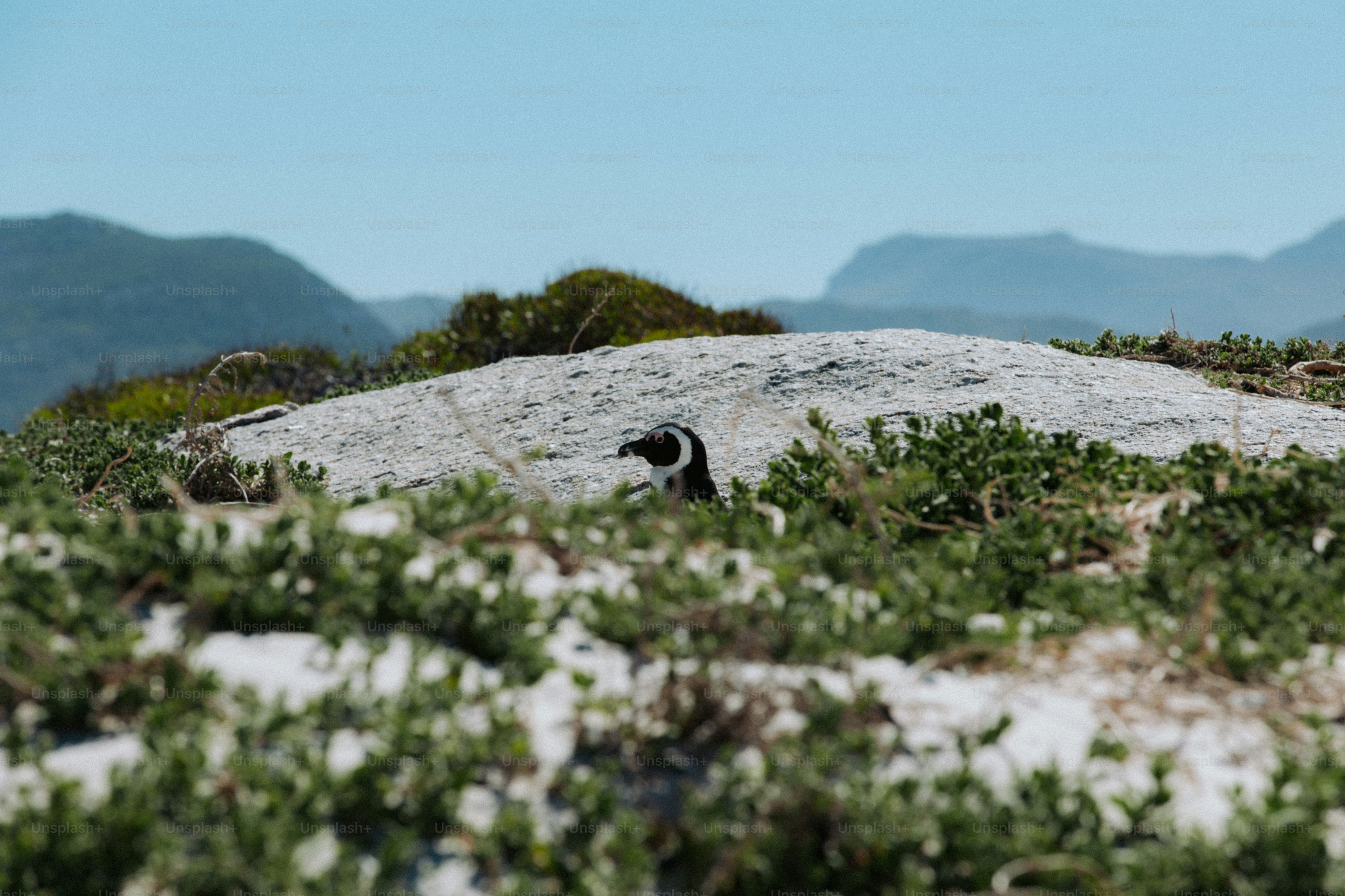 Un pingüino africano detrás de una gran roca en una playa de arena en Ciudad del Cabo