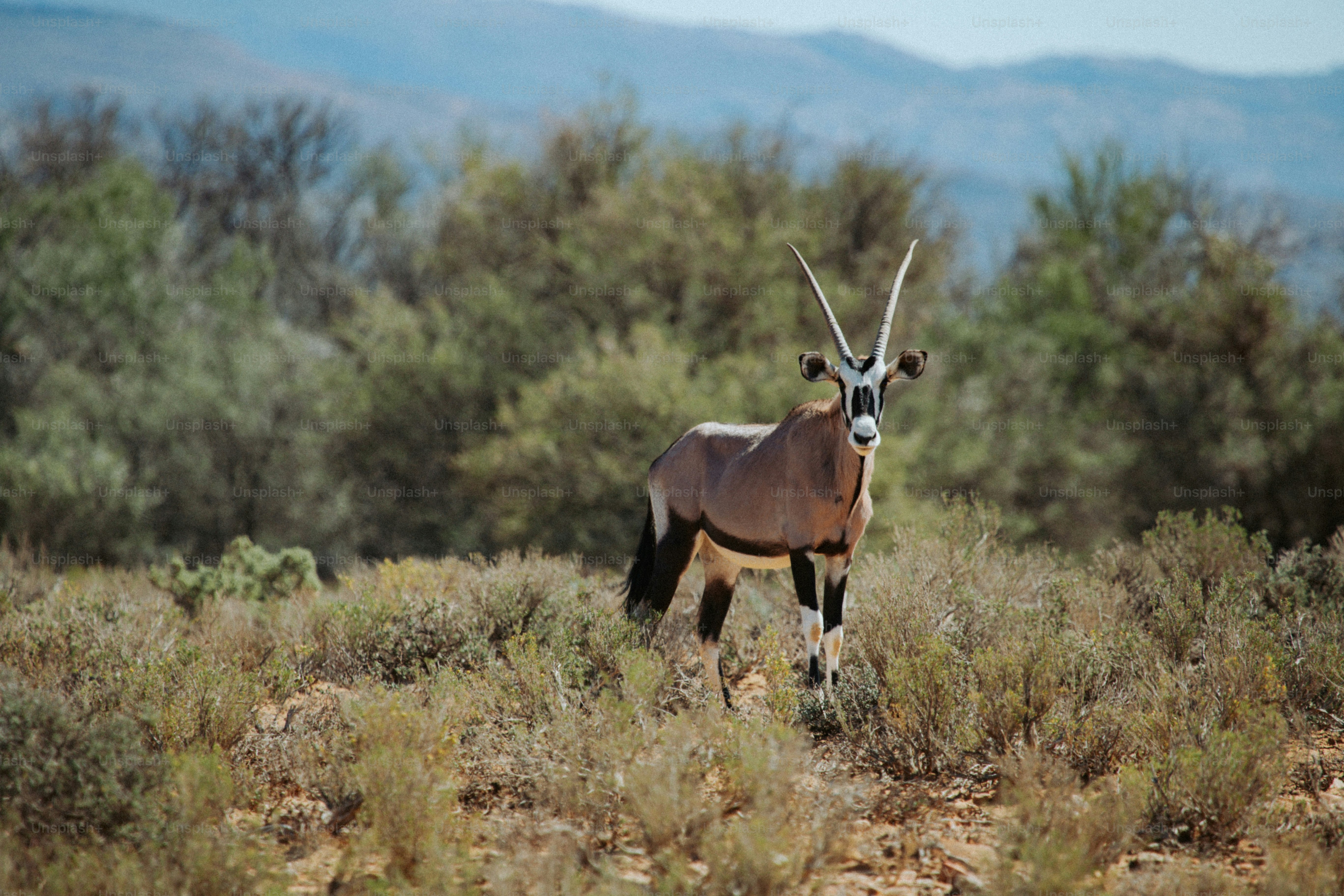 Un oryx situado entre matorrales secos con montañas lejanas en Ciudad del Cabo, Sudáfrica