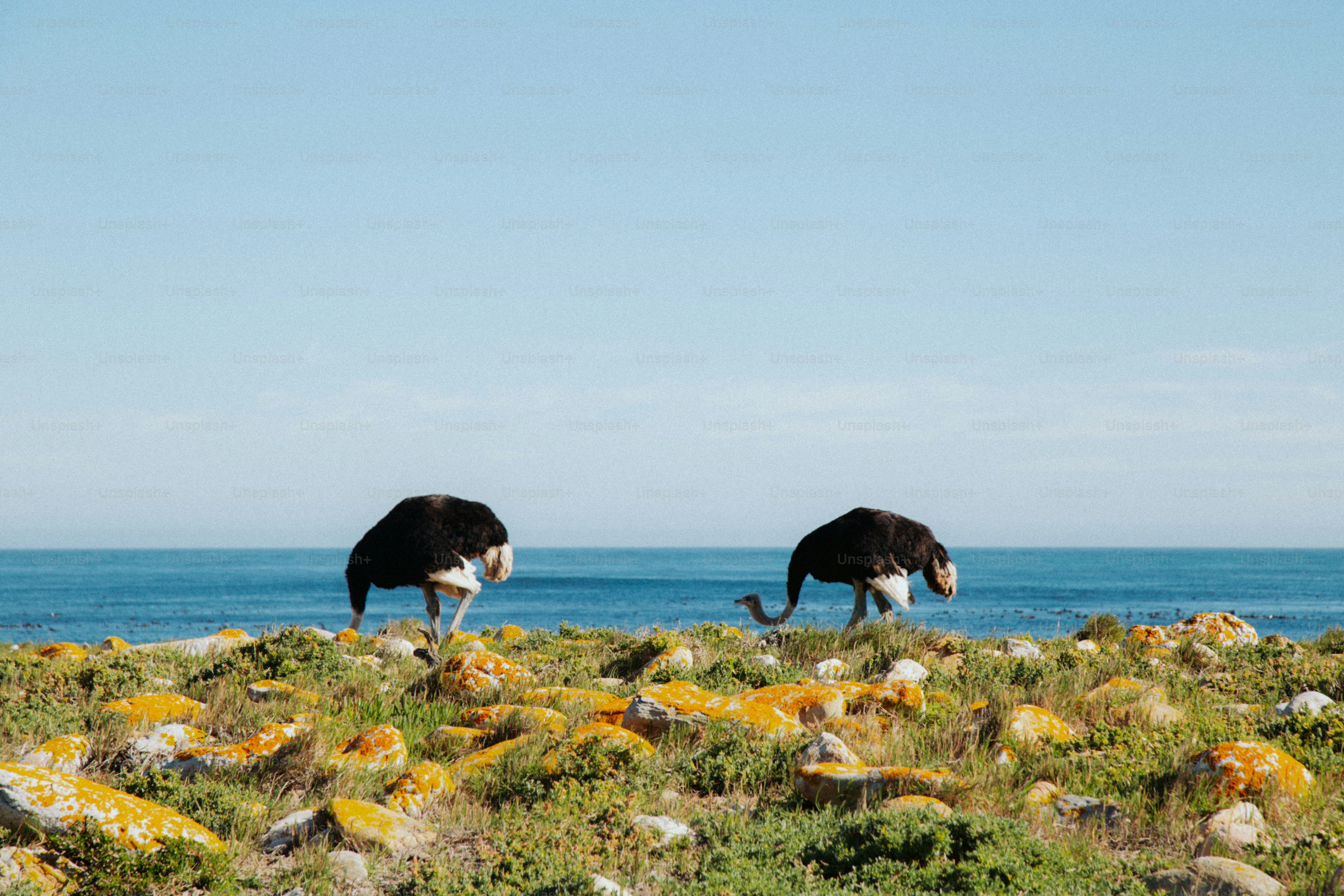 Dos avestruces buscando alimento en un paisaje costero rocoso de Ciudad del Cabo, Sudáfrica