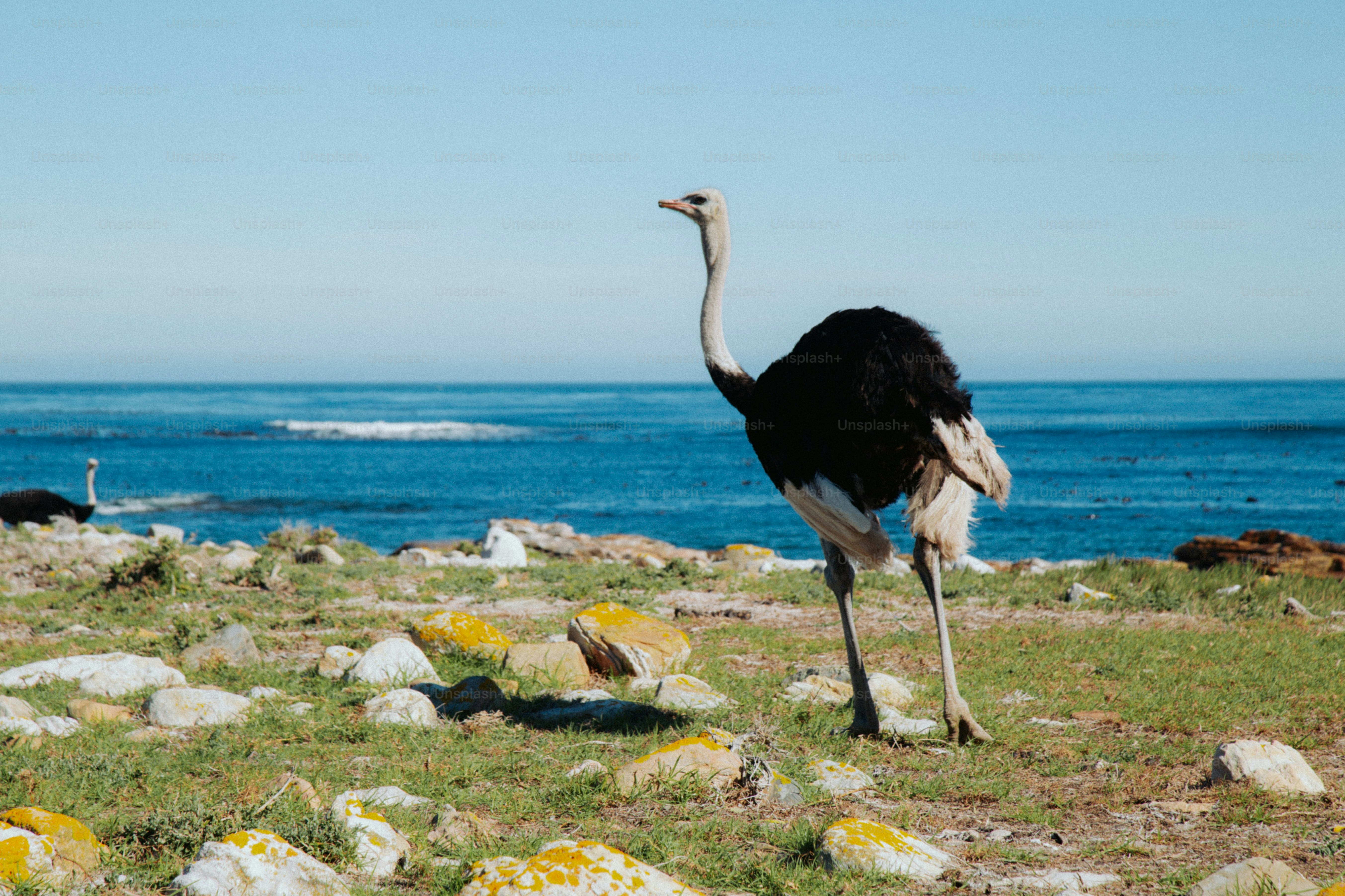 Un avestruz en un camino costero rocoso en Ciudad del Cabo, Sudáfrica