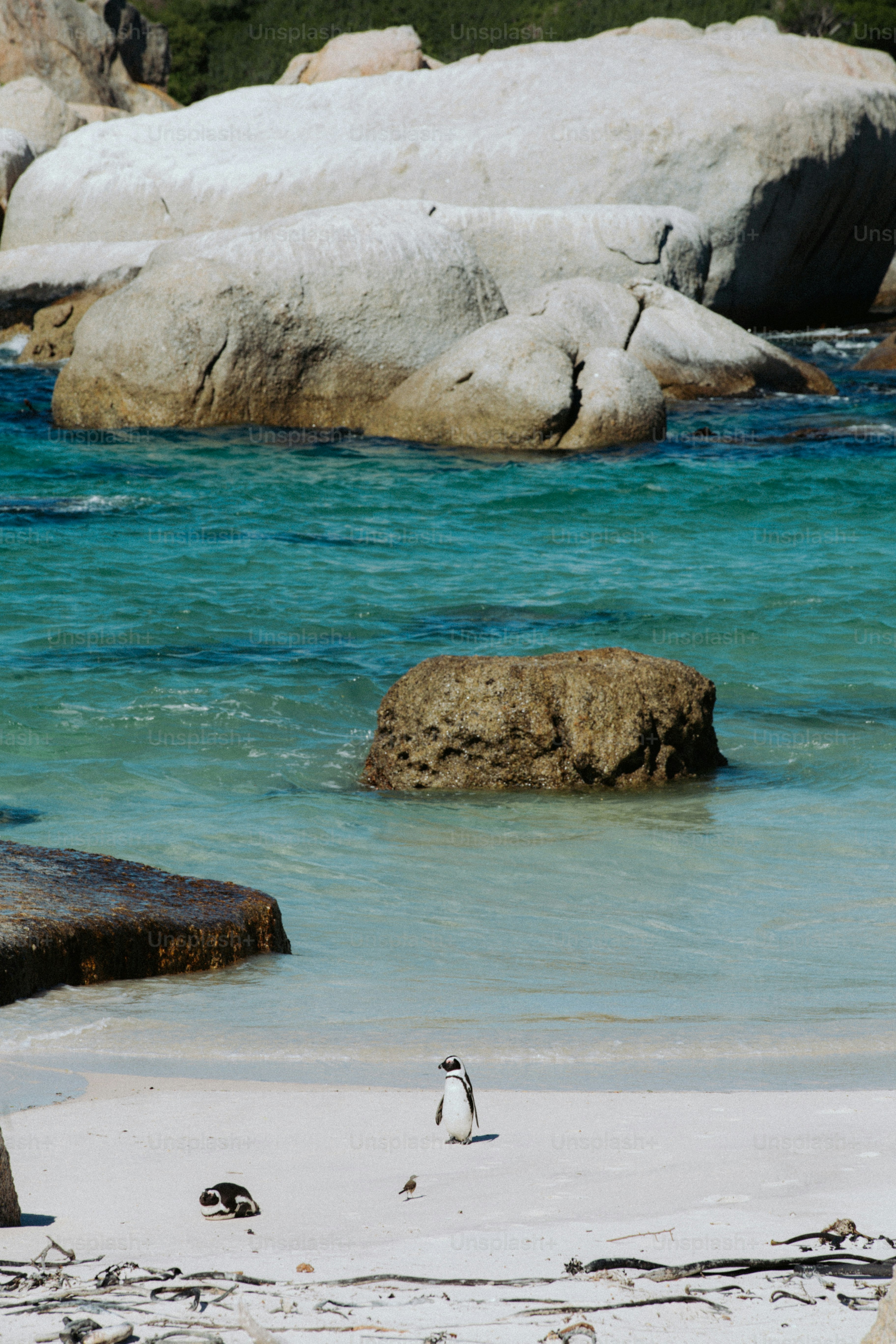Un pingüino africano en una playa de arena blanca en Ciudad del Cabo, Sudáfrica