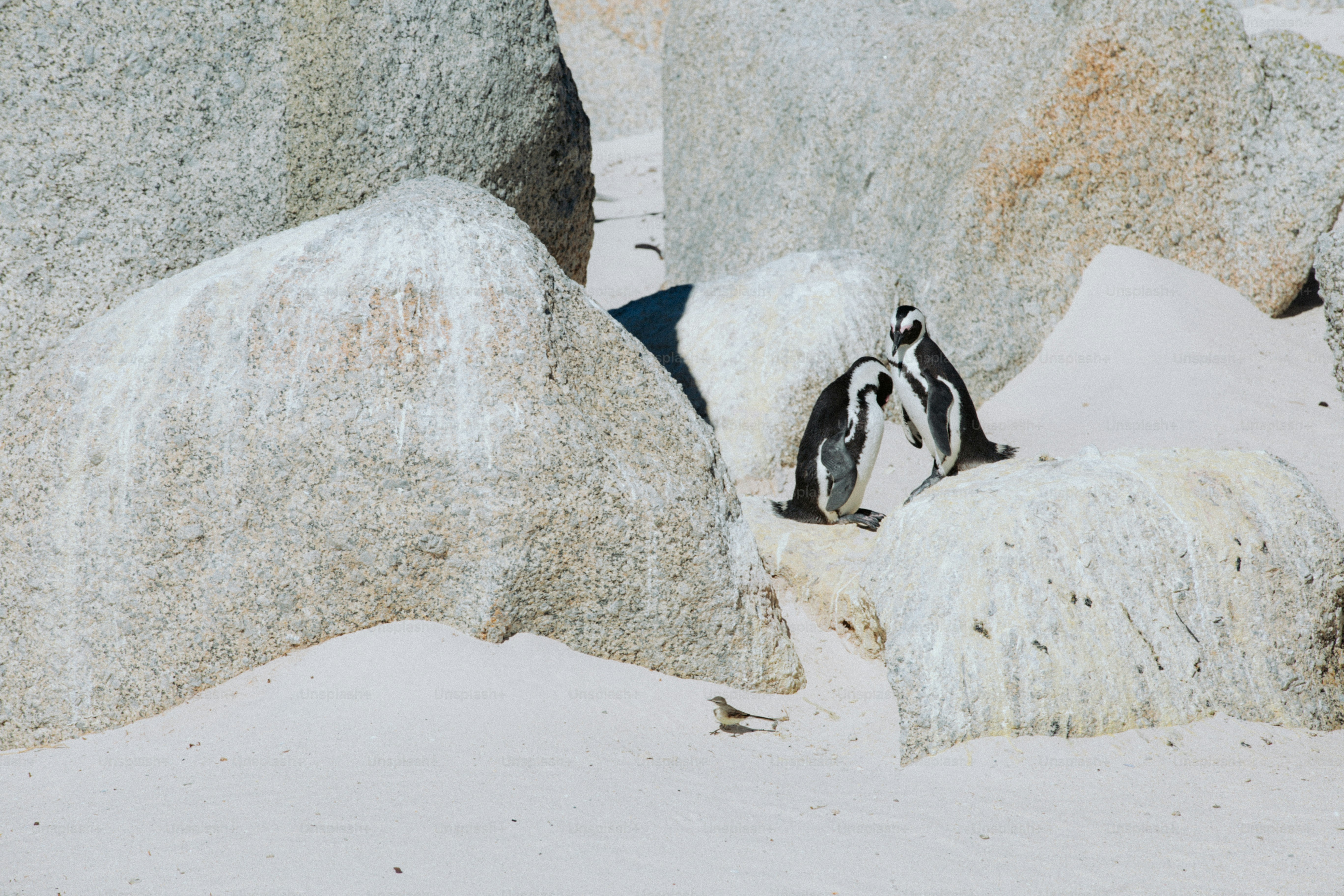 Dos pingüinos africanos sobre grandes rocas de granito en Boulders Beach, Ciudad del Cabo