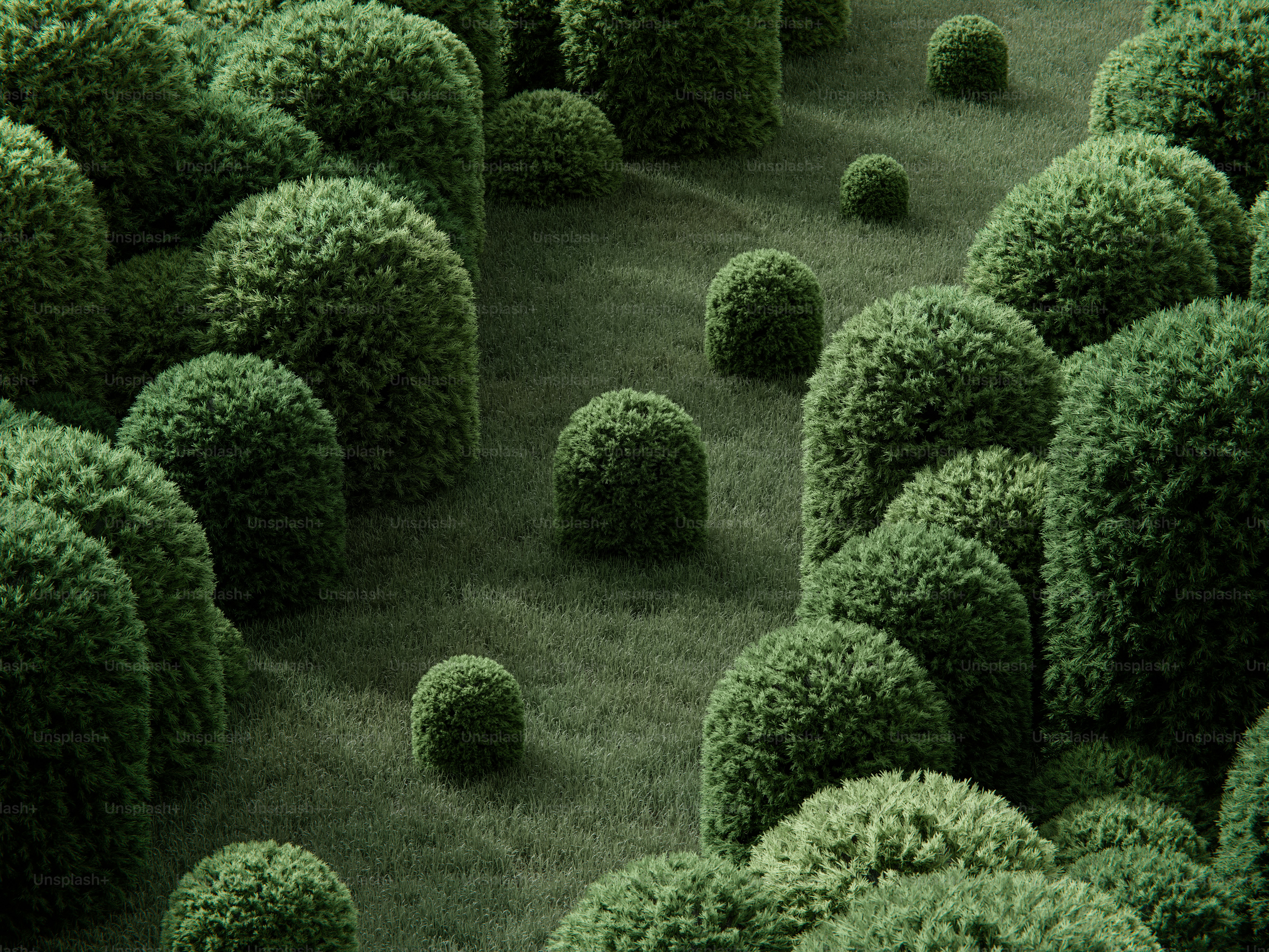 A field of green grass with many rounded topiary shrubs