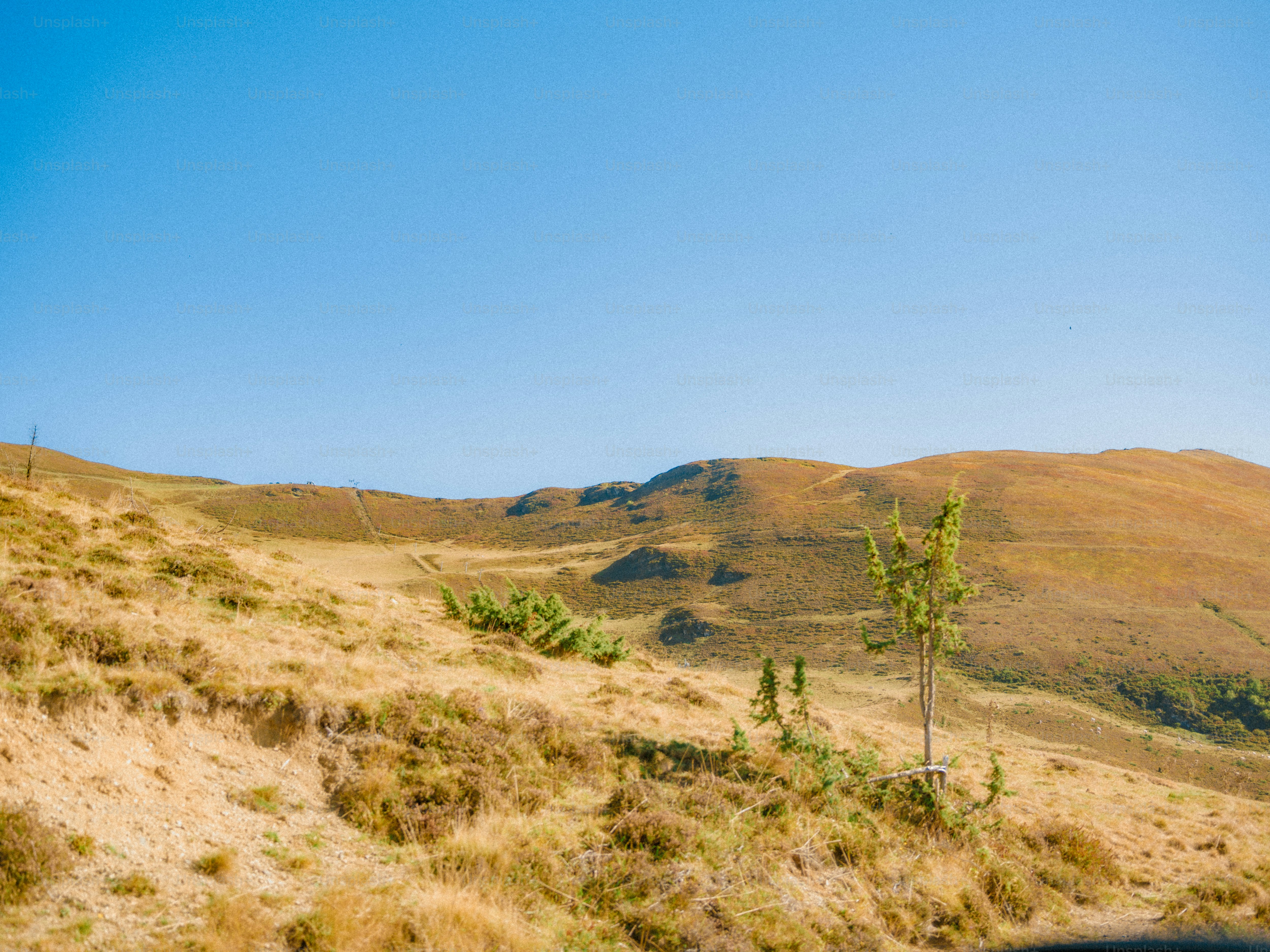 A lone tree on a dry grassy hillside under a clear blue sky