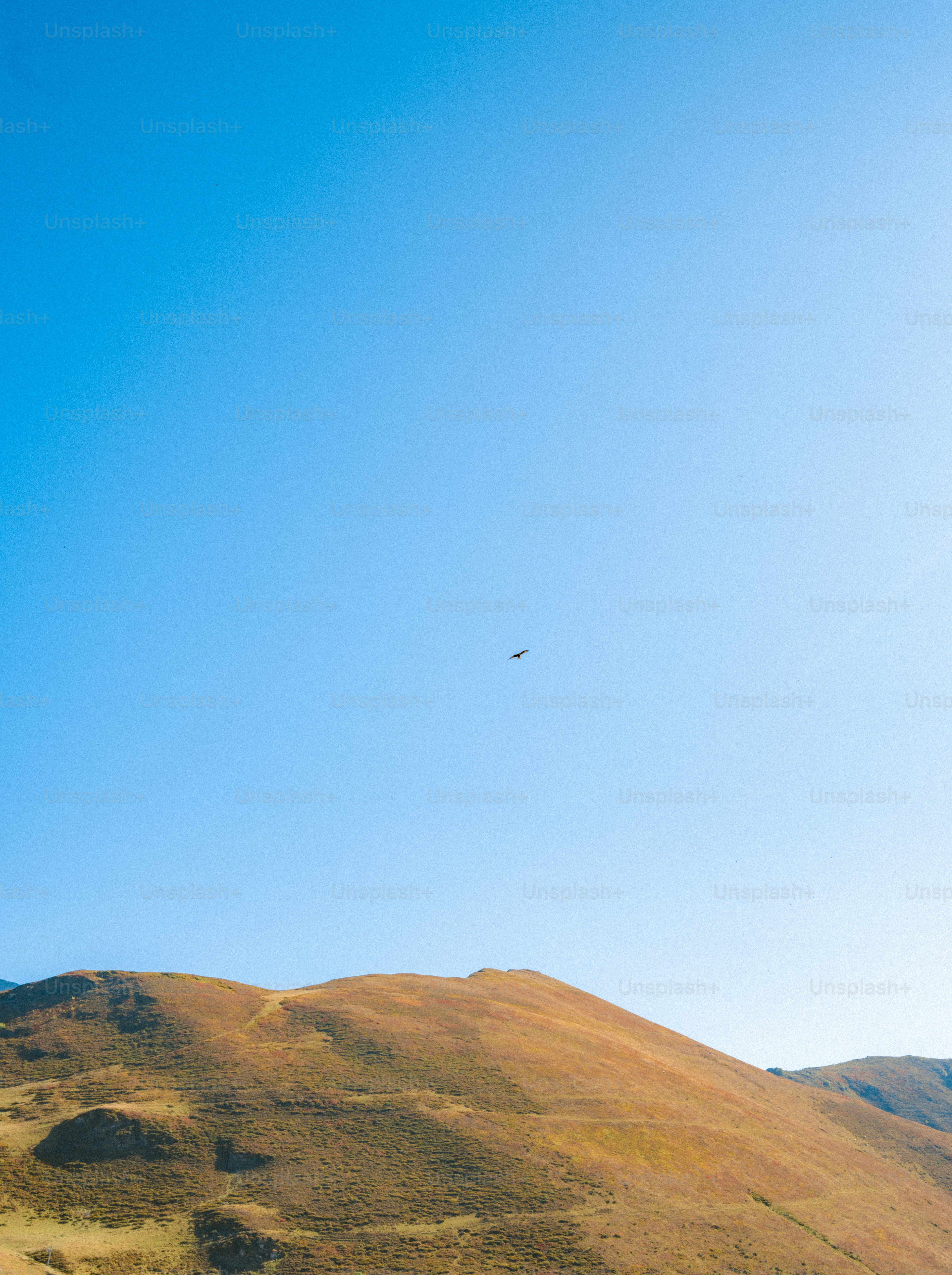 A lone bird flying in a clear blue sky above brown rolling hills