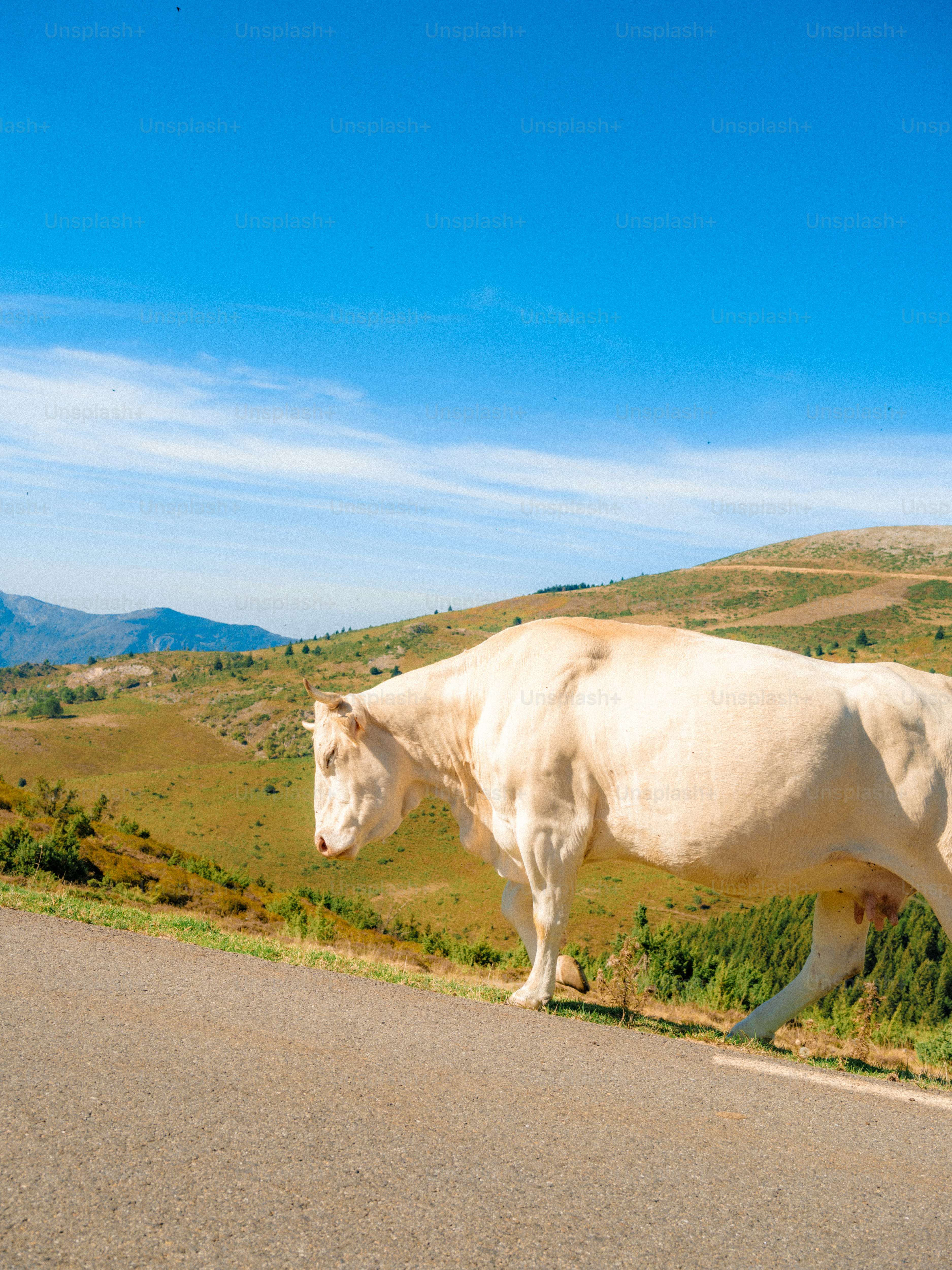 A white cow walking along an asphalt road in a grassy mountain landscape