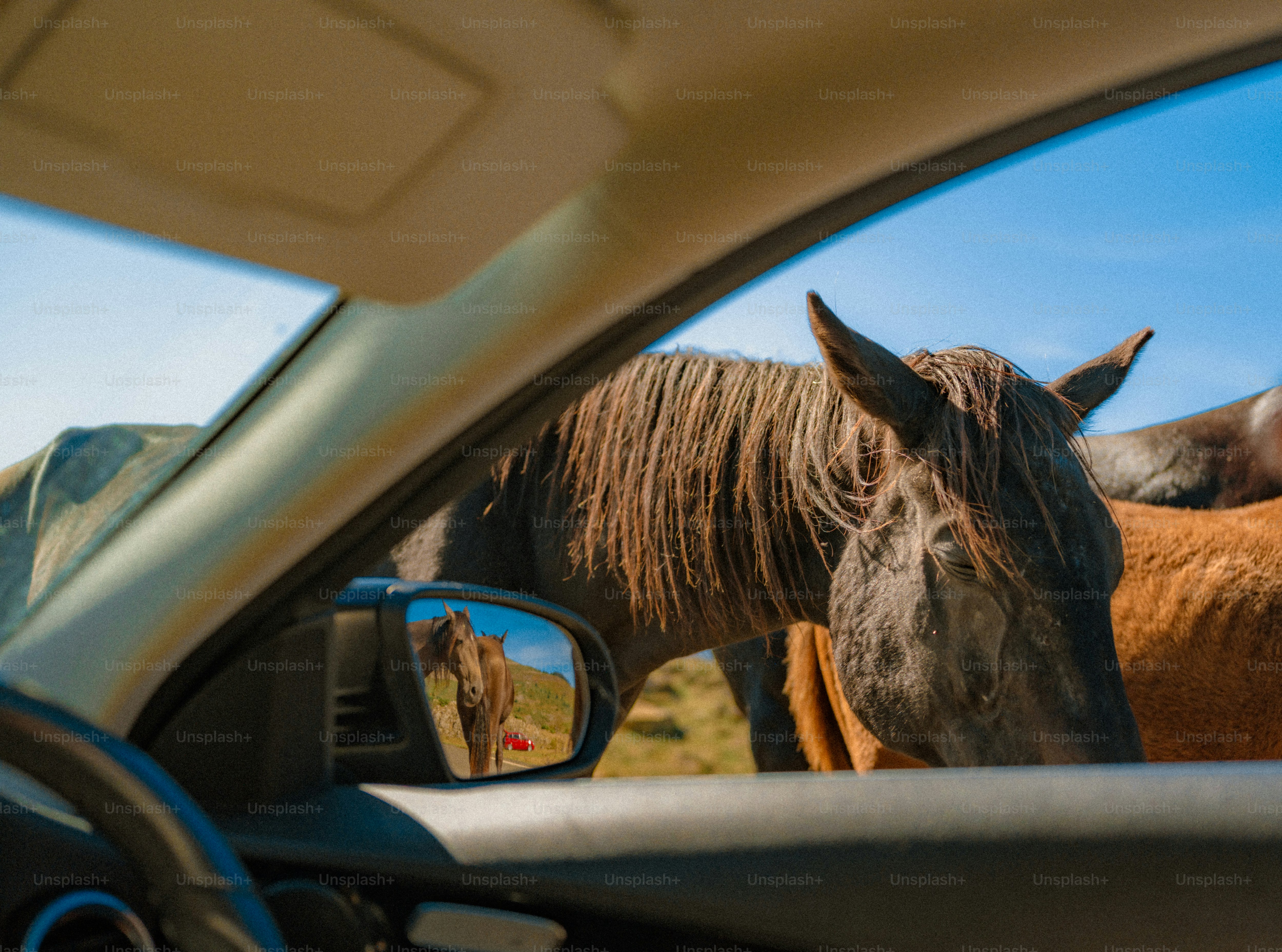 A dark horse standing beside a car with its reflection in the side mirror