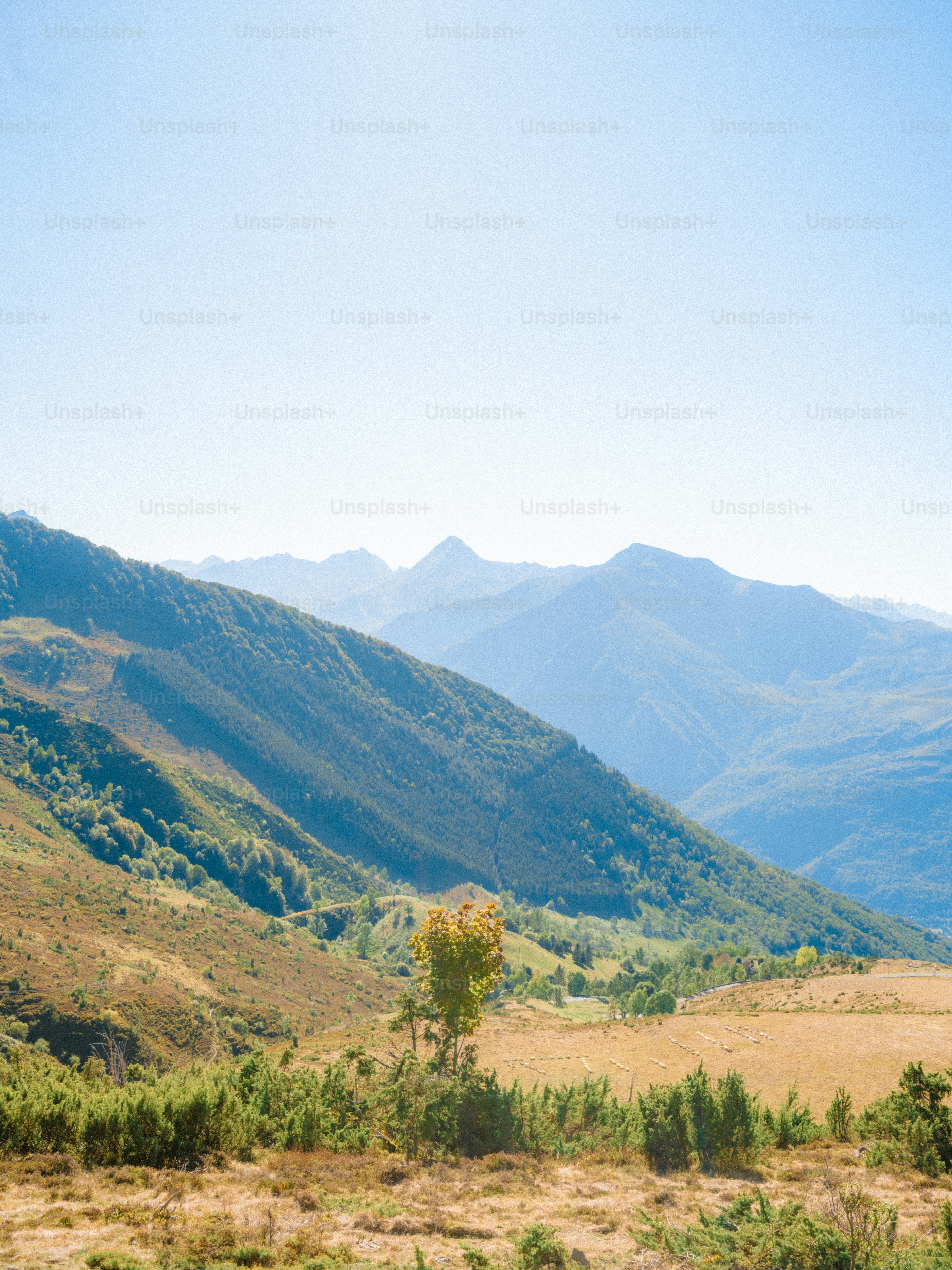 A lone tree on a grassy hillside with distant blue mountain peaks